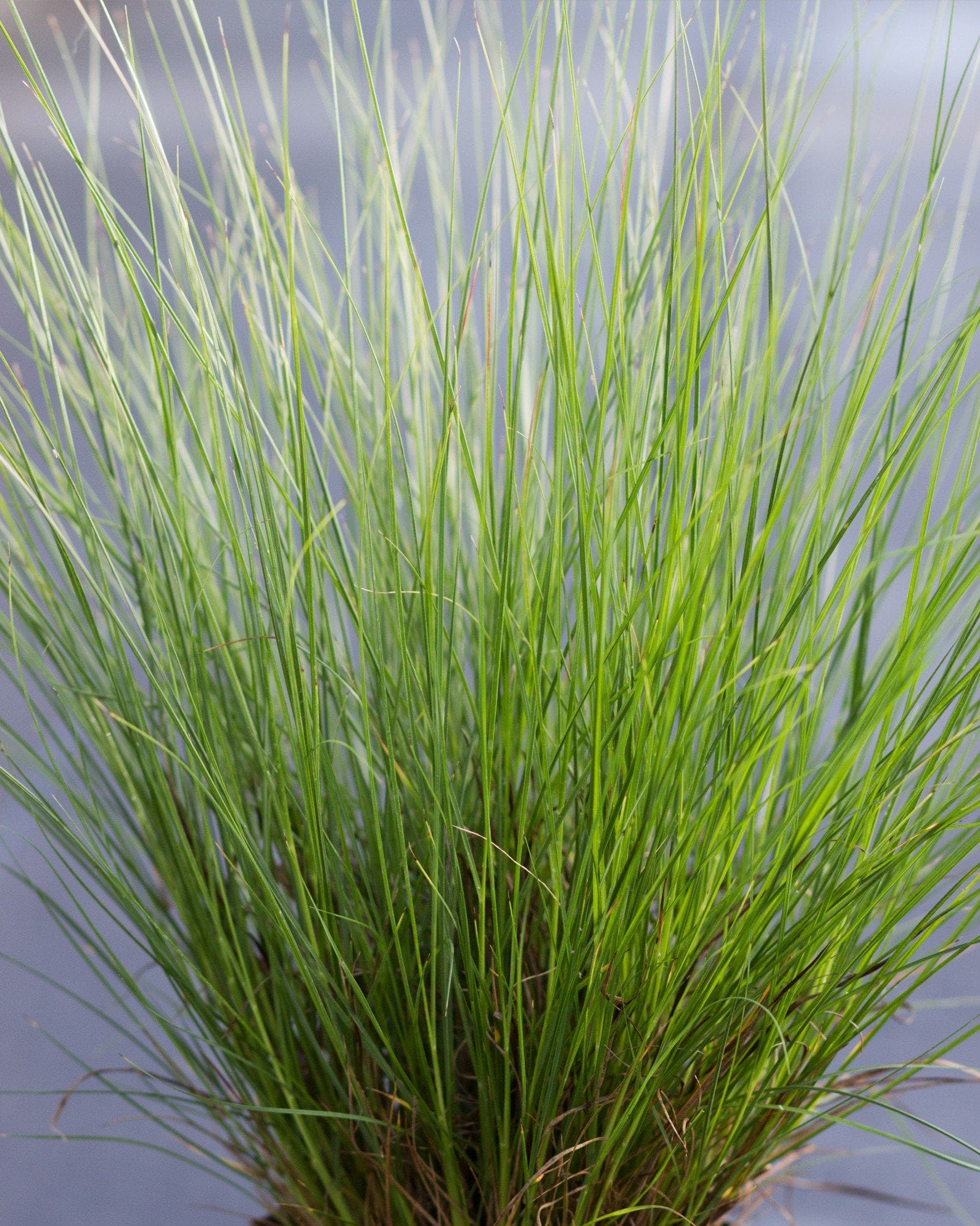 Dwarf Little Bunny Fountain Grass - view 2