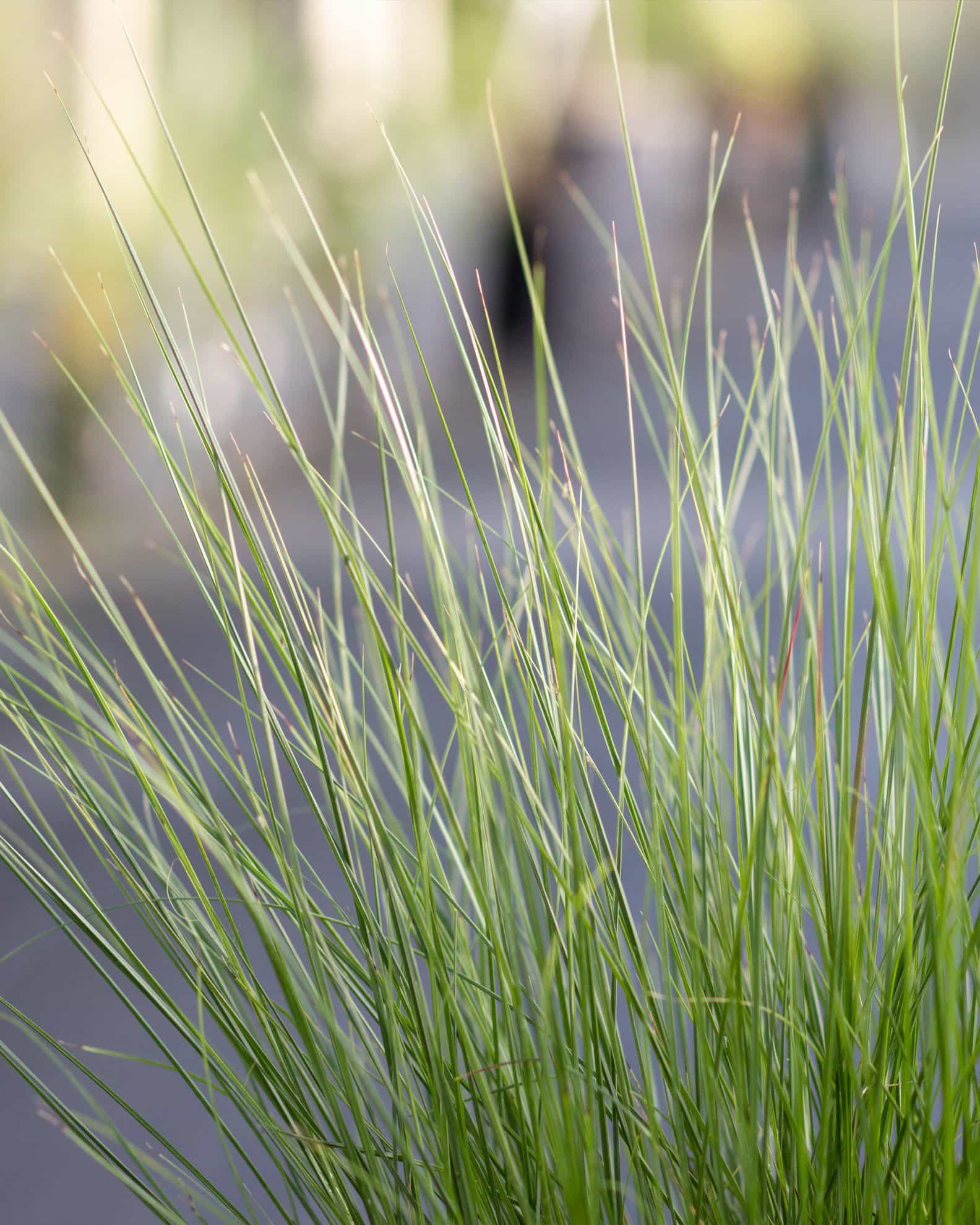 Dwarf Little Bunny Fountain Grass - view 3