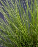 Dwarf Little Bunny Fountain Grass thumbnail 4
