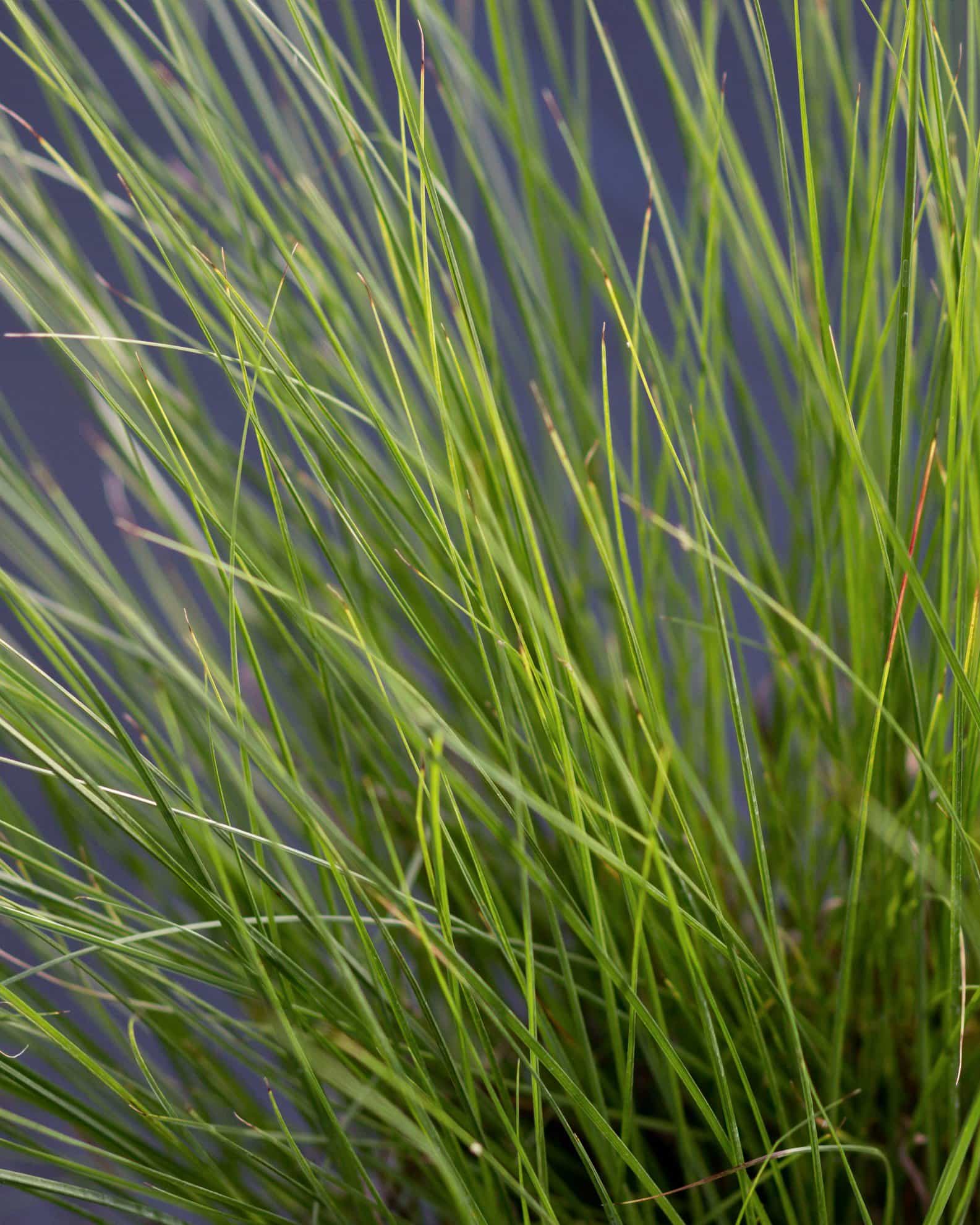 Dwarf Little Bunny Fountain Grass - view 4