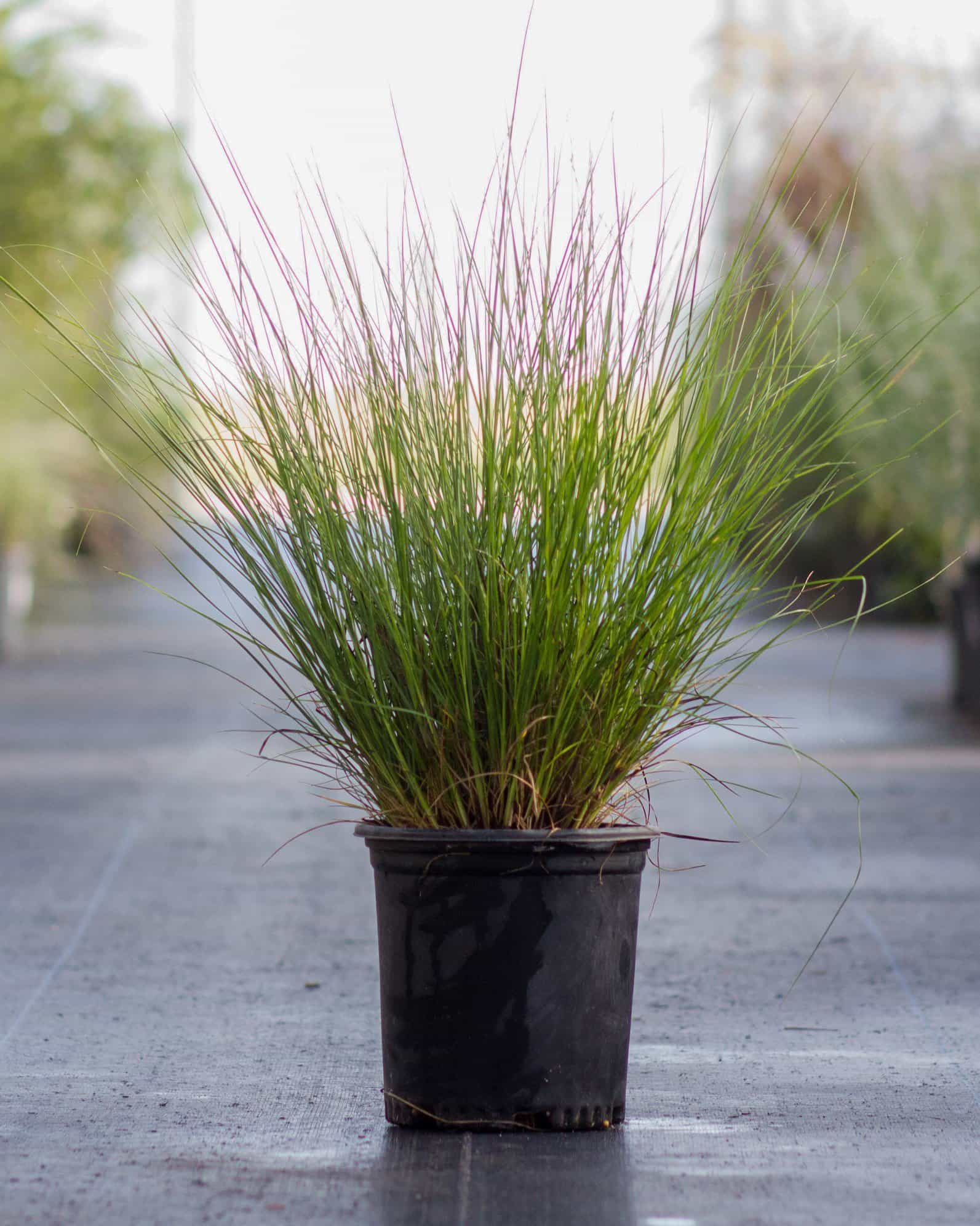 Dwarf Little Bunny Fountain Grass - view 5