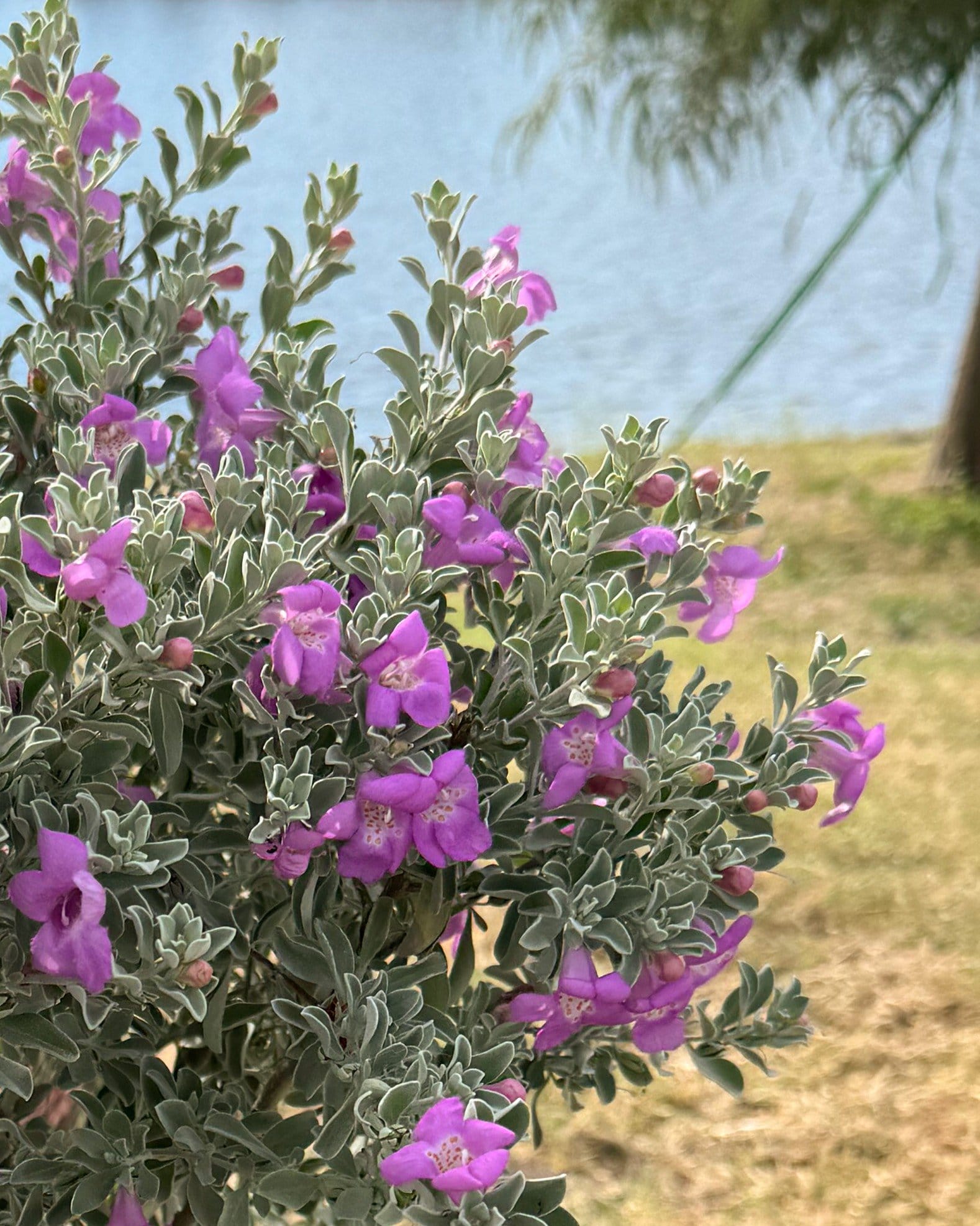 Desperado Texas Sage - view 4
