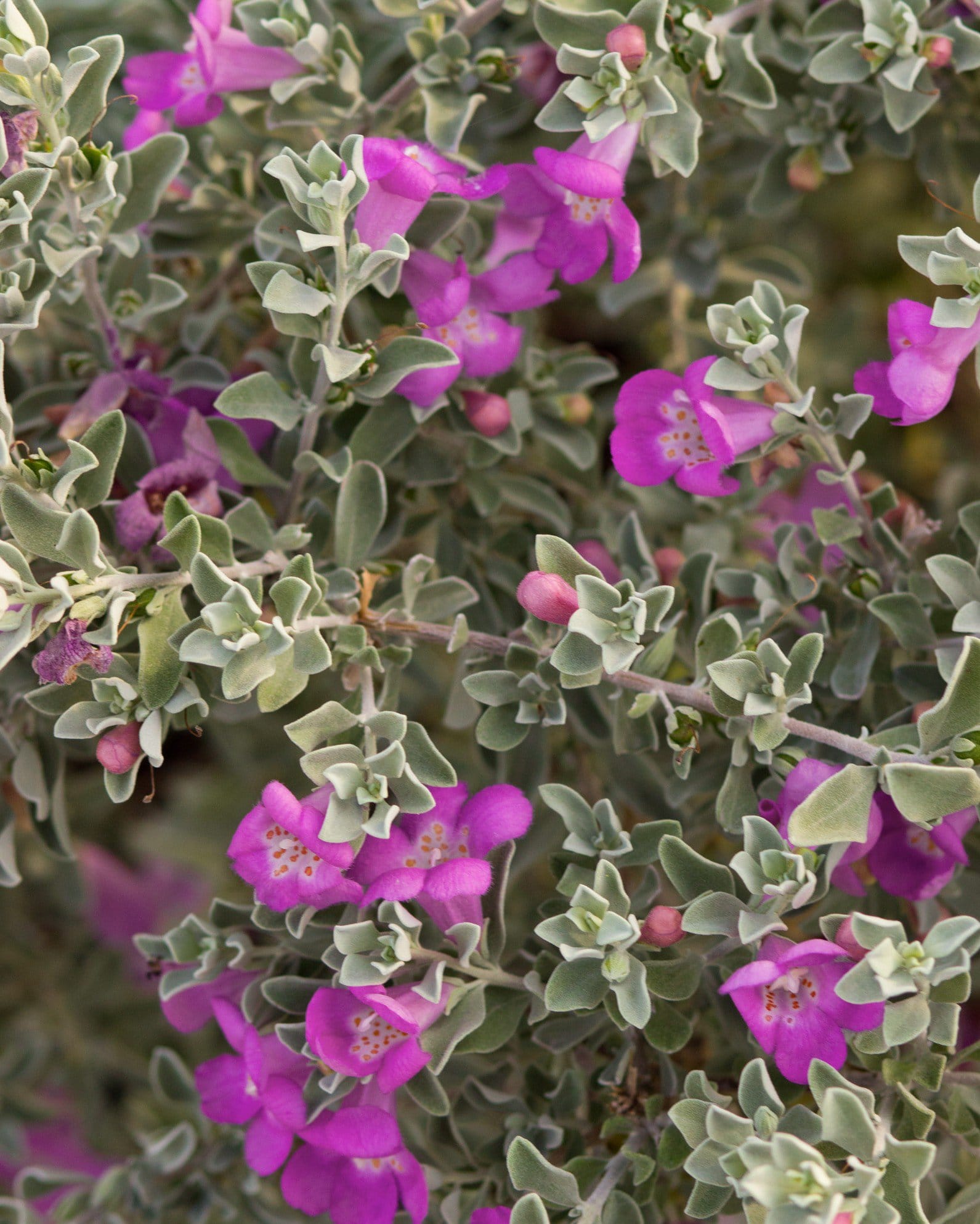 Desperado Texas Sage - view 5