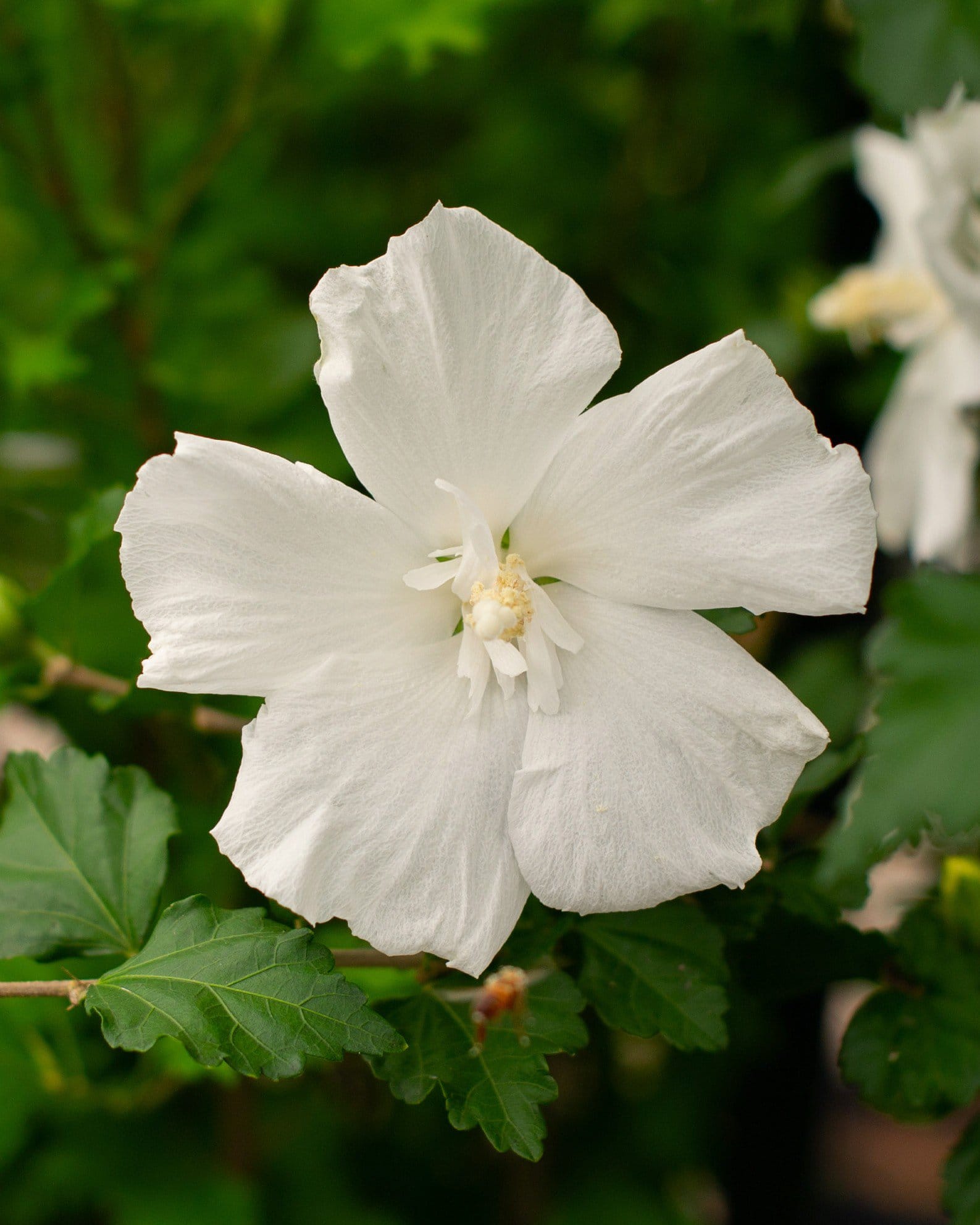 Diana Althea Tree Form