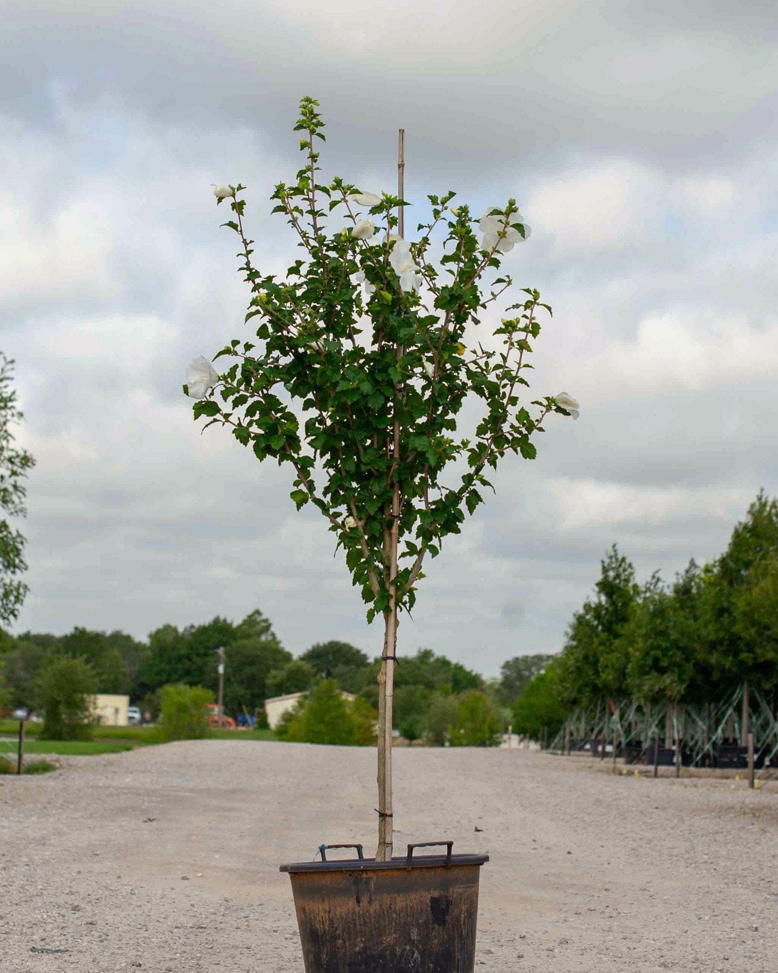 Diana Althea Tree Form - view 2