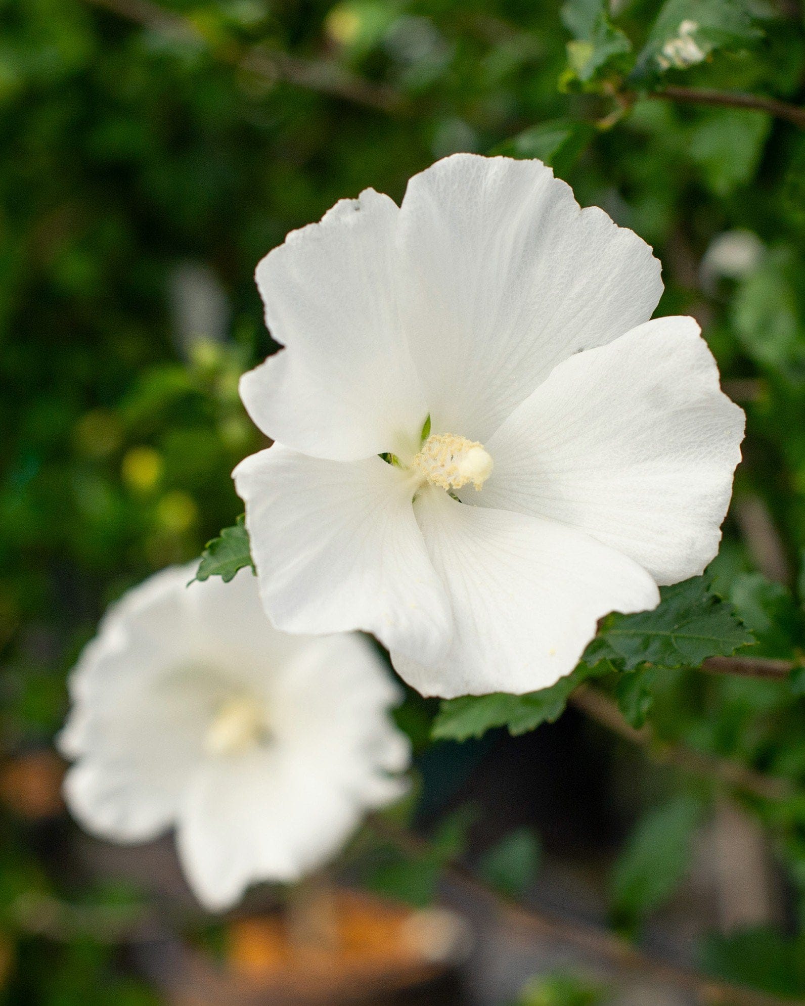 Diana Althea Tree Form - view 3