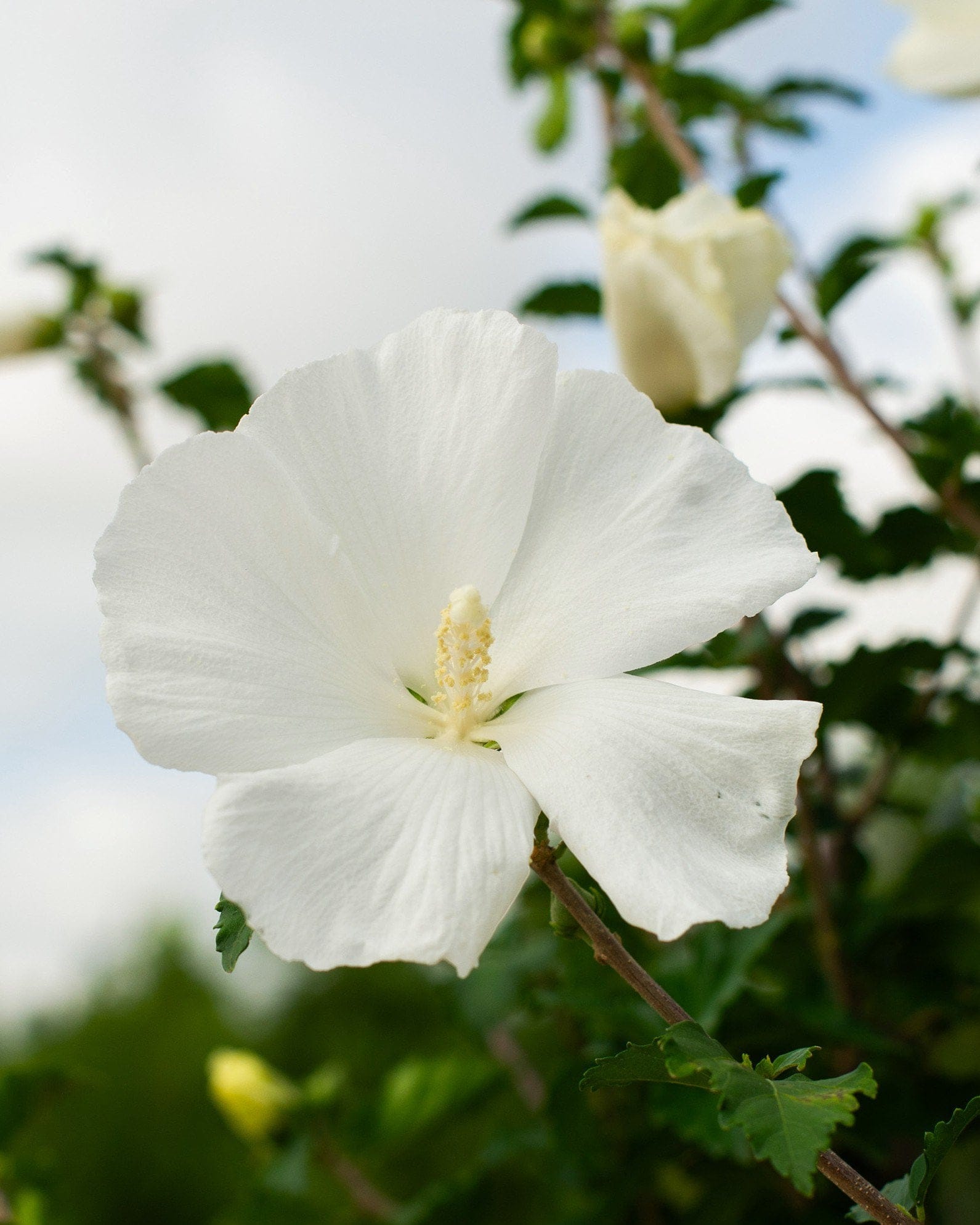 Diana Althea Tree Form - view 4
