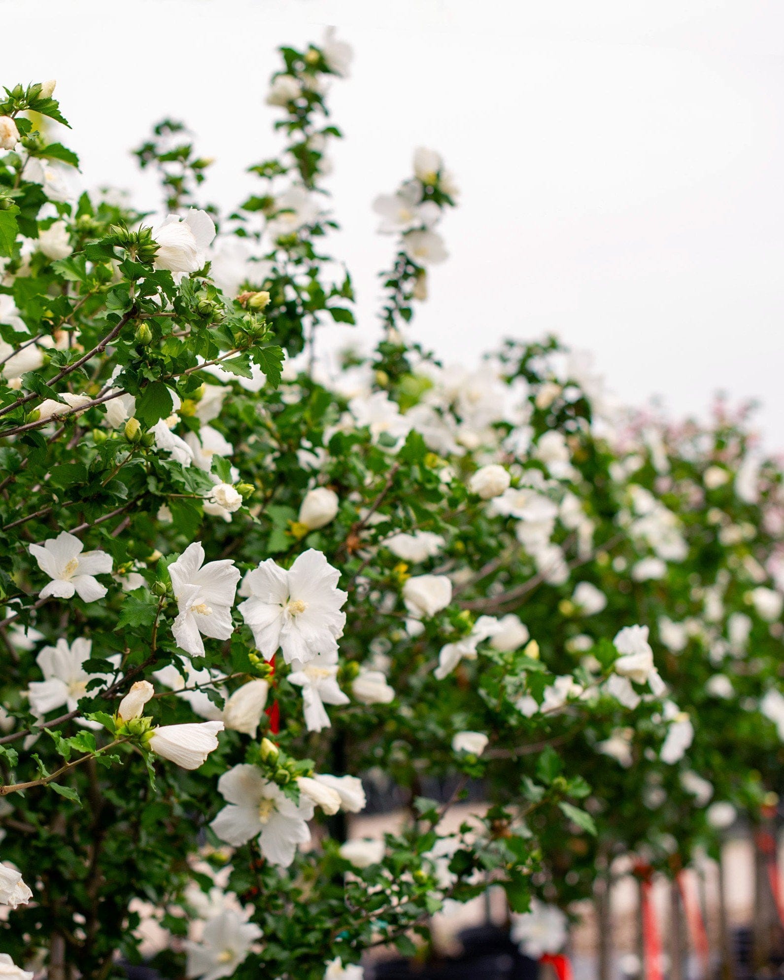 Diana Althea Tree Form - view 5