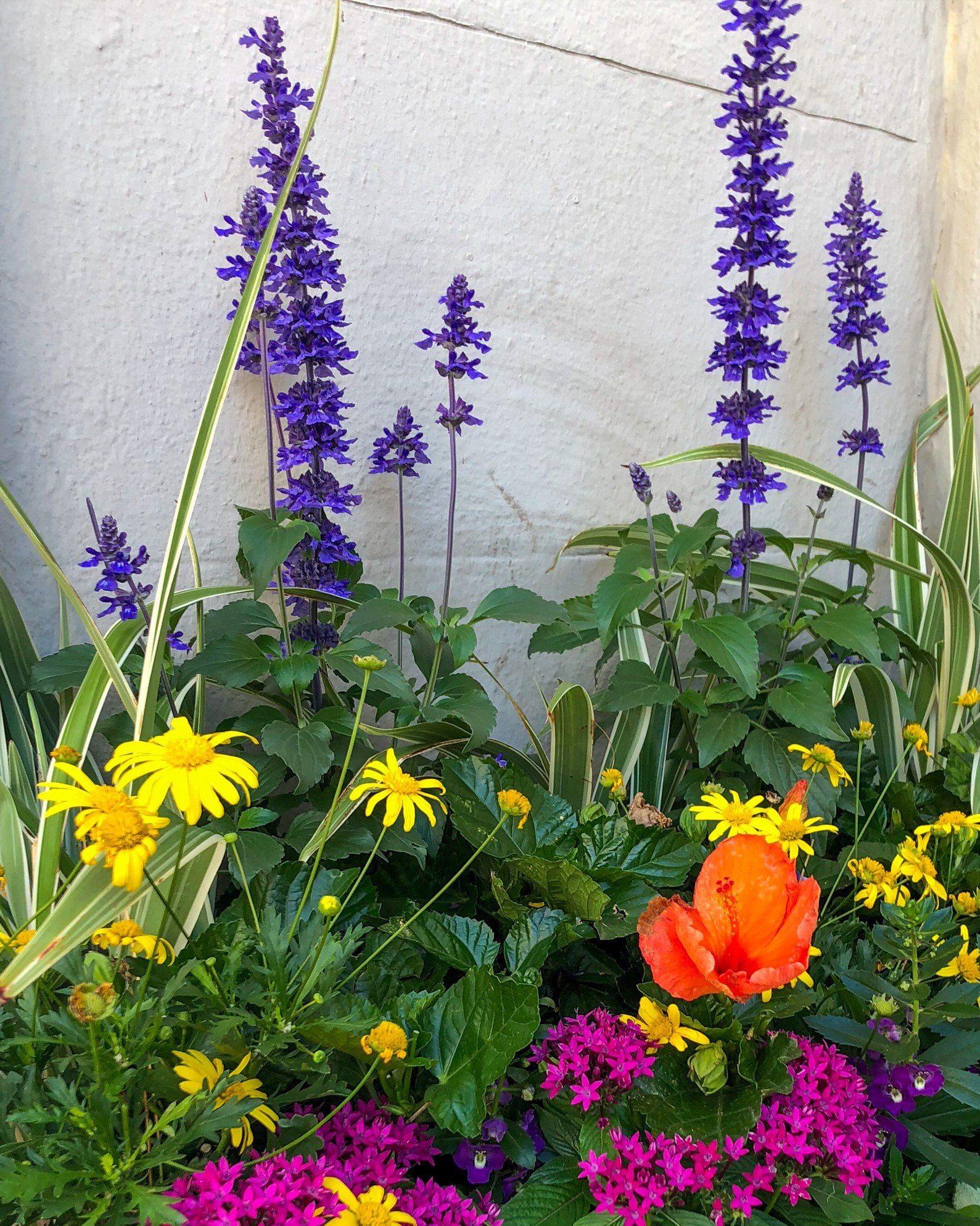 Caradonna Salvia - Image 1