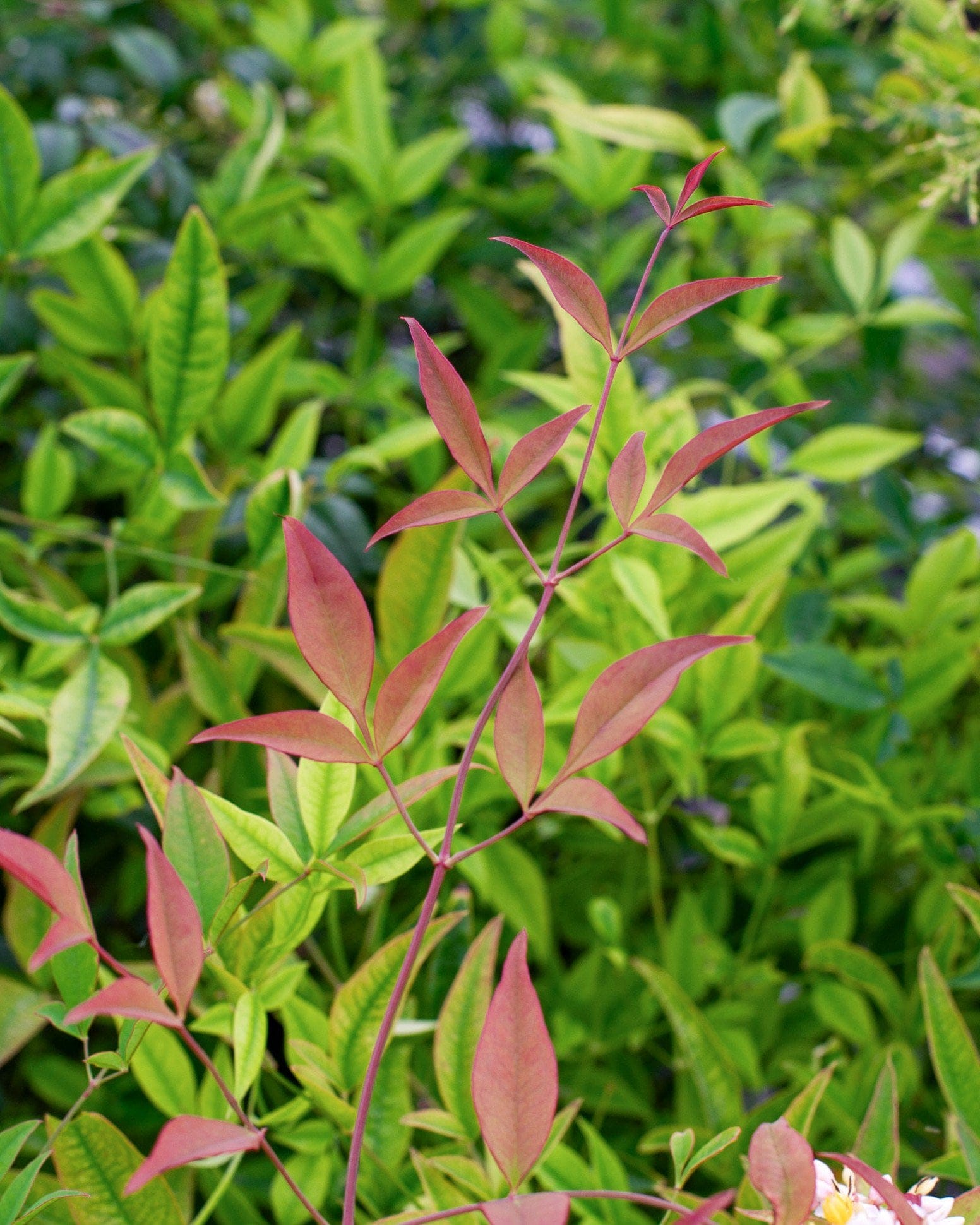 Domestica Nandina - view 2