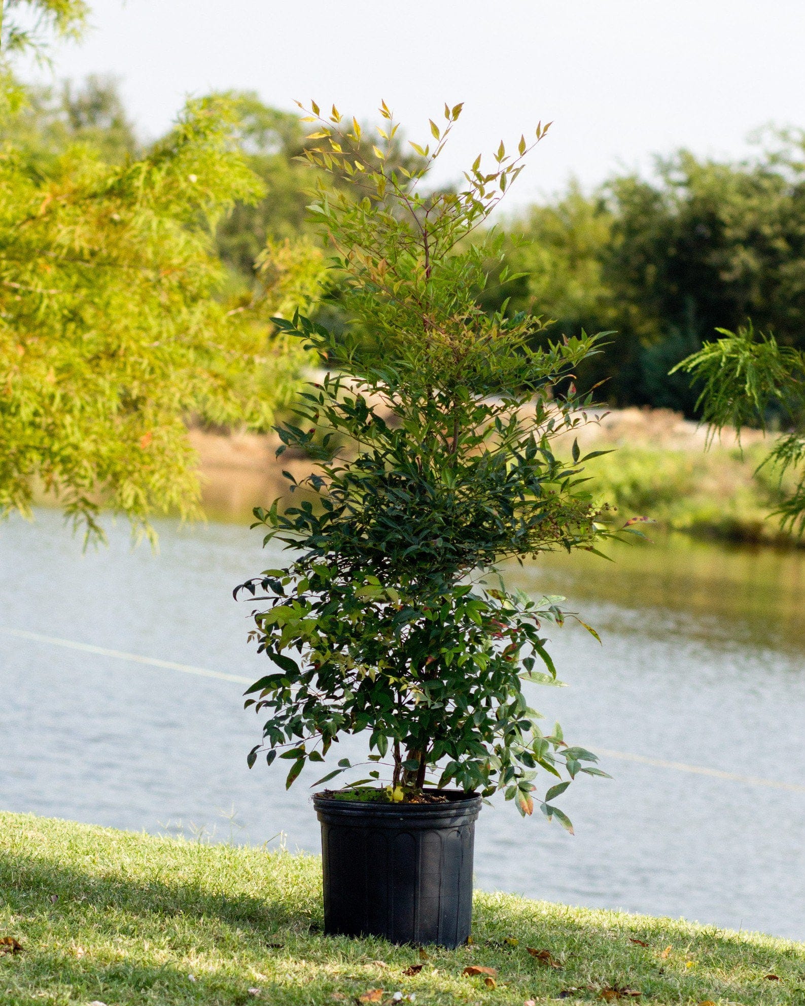 Domestica Nandina - view 3
