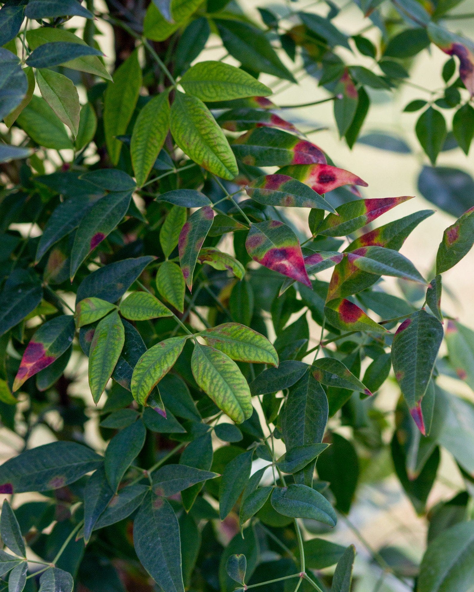 Domestica Nandina - view 4