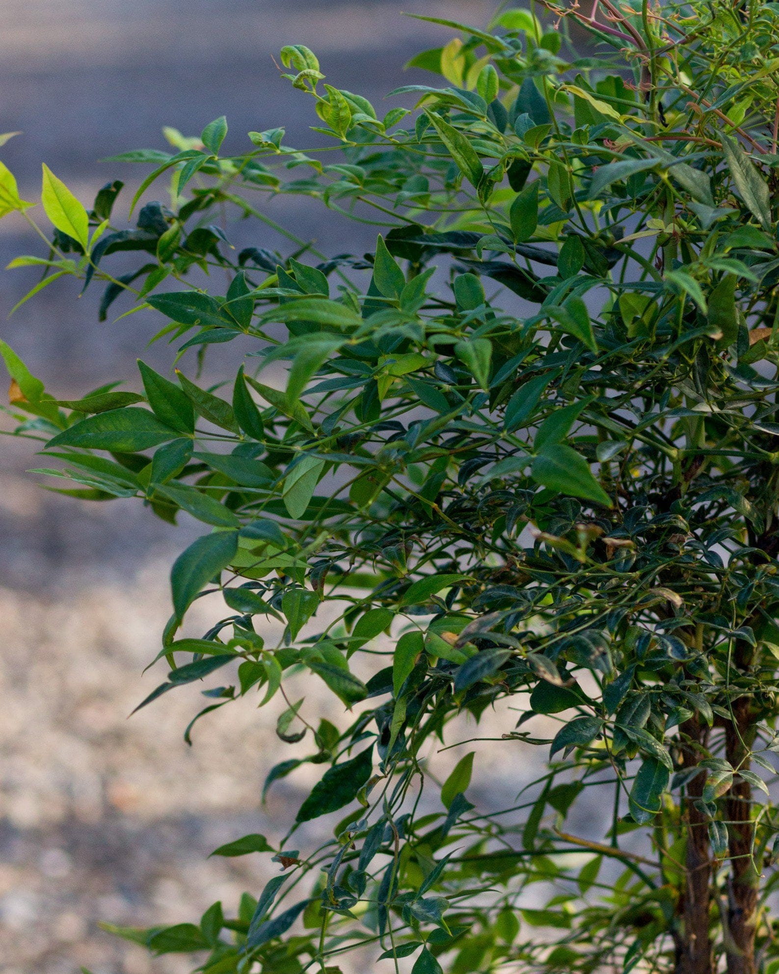 Domestica Nandina - view 5