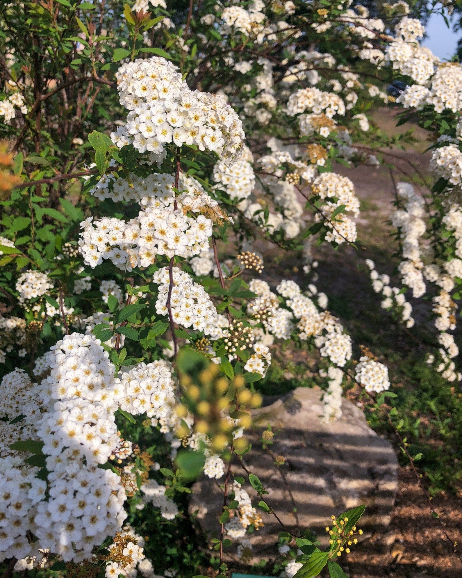 Double Bridal Wreath Spirea - view 2
