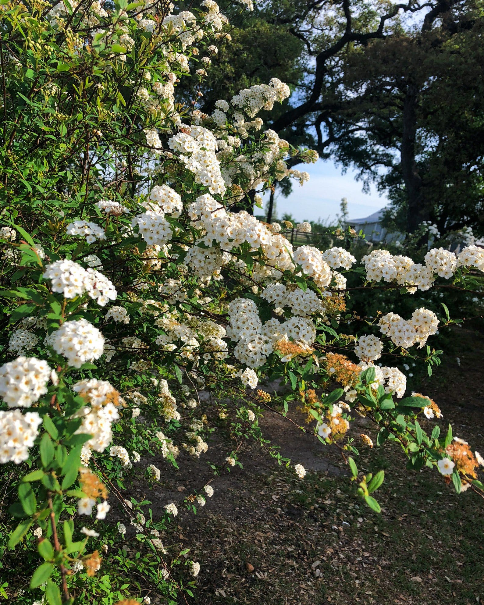Double Bridal Wreath Spirea - view 3