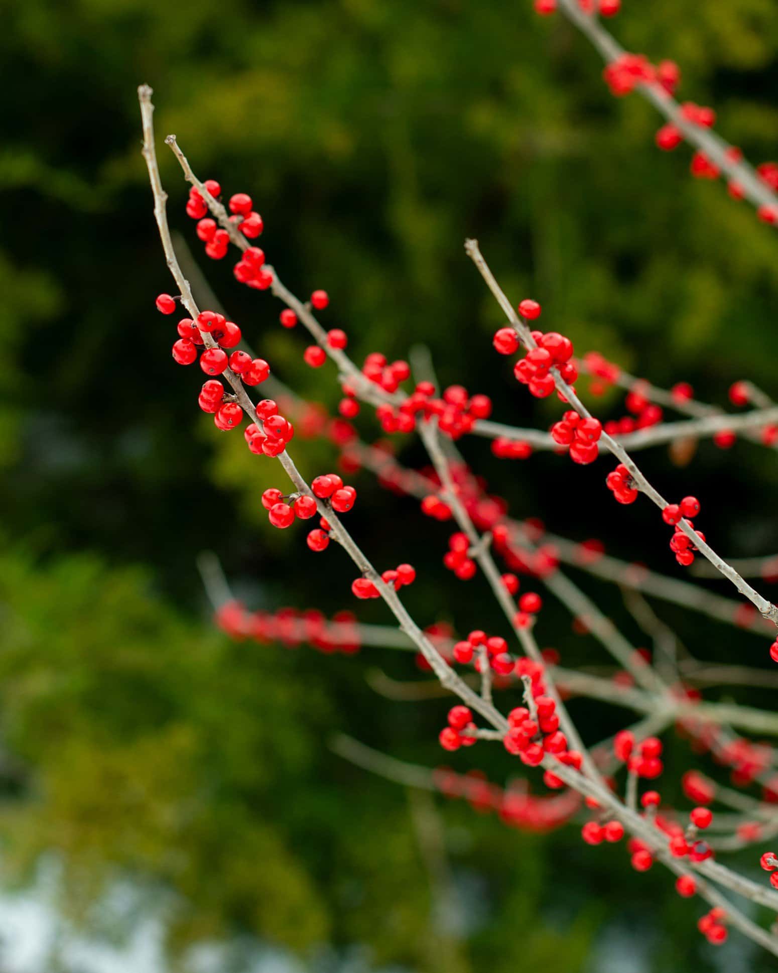 Possumhaw Holly - Image 2