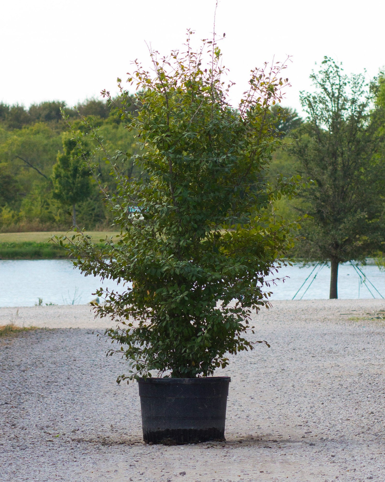 Possumhaw Holly - Image 2