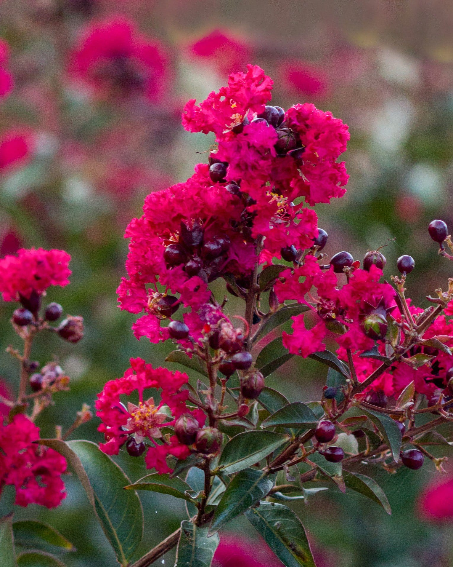 Double Feature Crape Myrtle