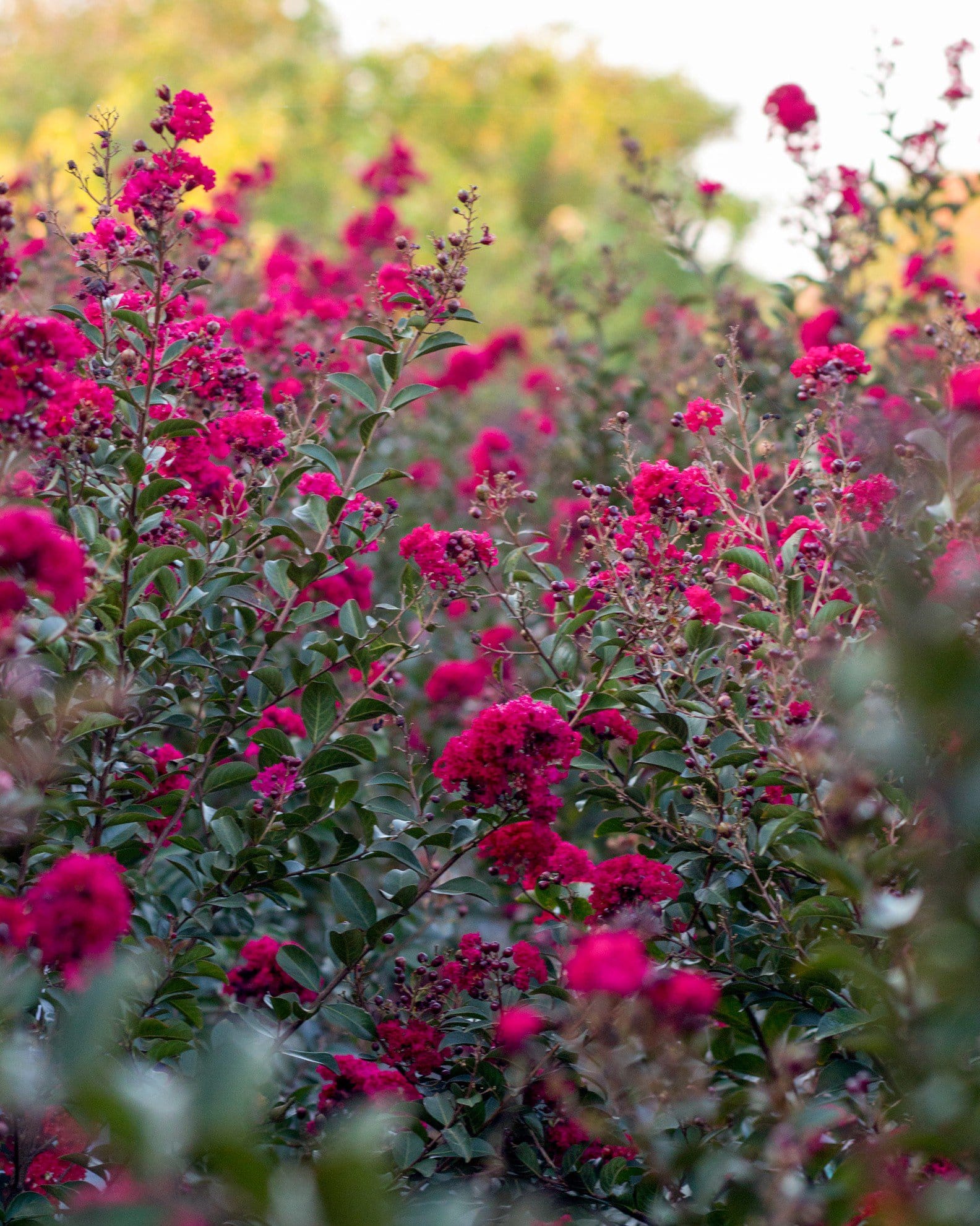Double Feature Crape Myrtle - view 4