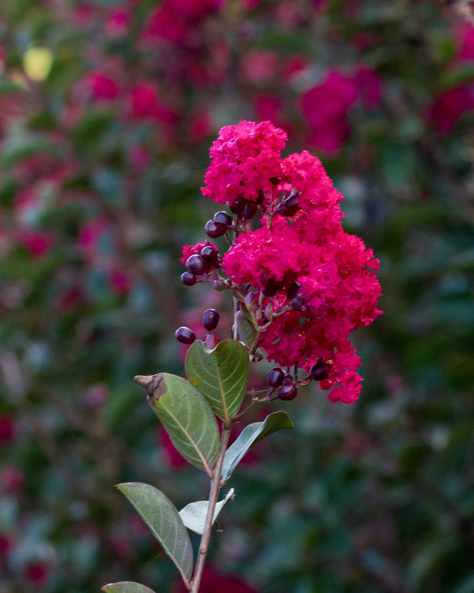 Double Feature Crape Myrtle - view 5