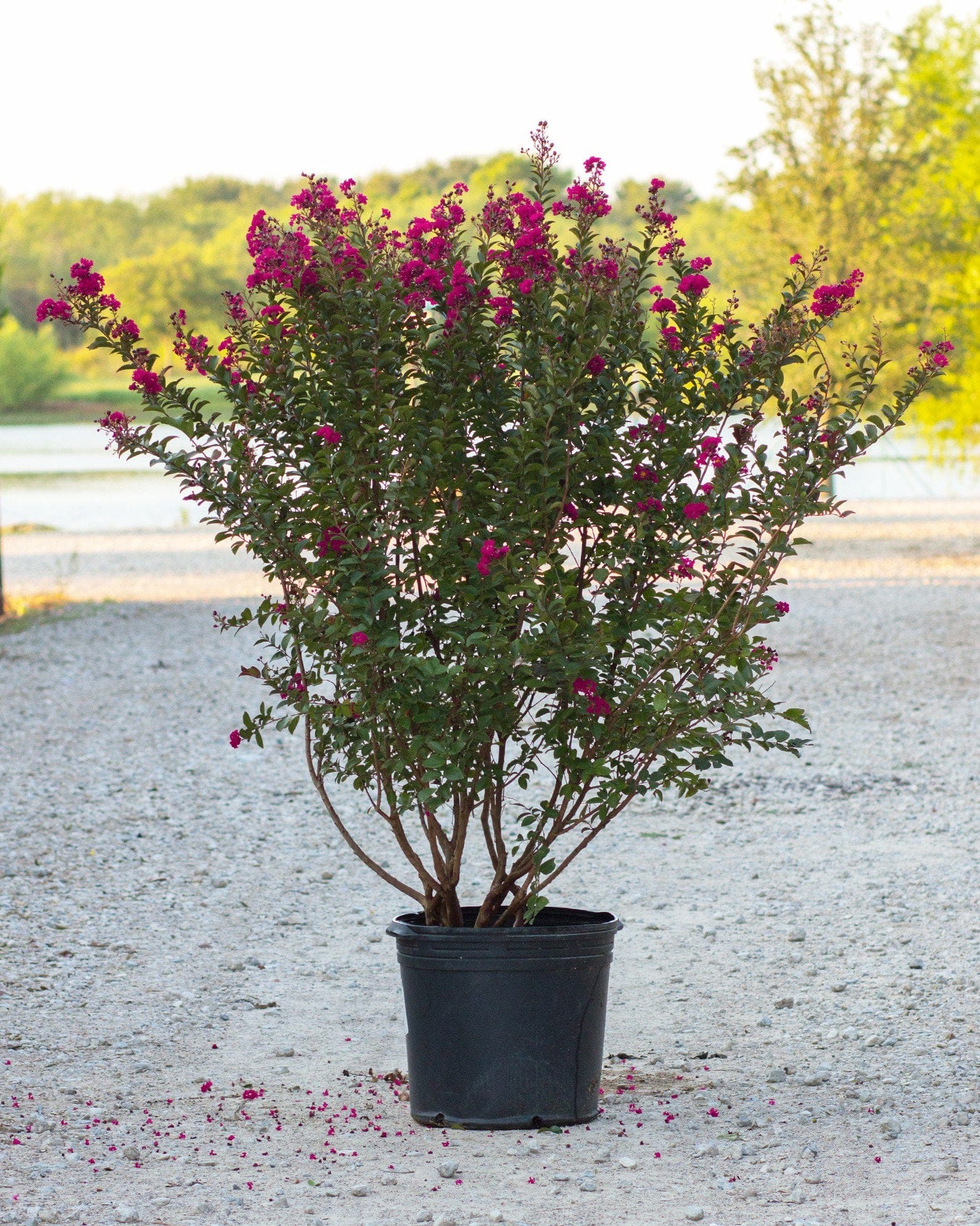 Double Feature Crape Myrtle - view 5