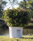 Double Play Gold Spirea thumbnail 2