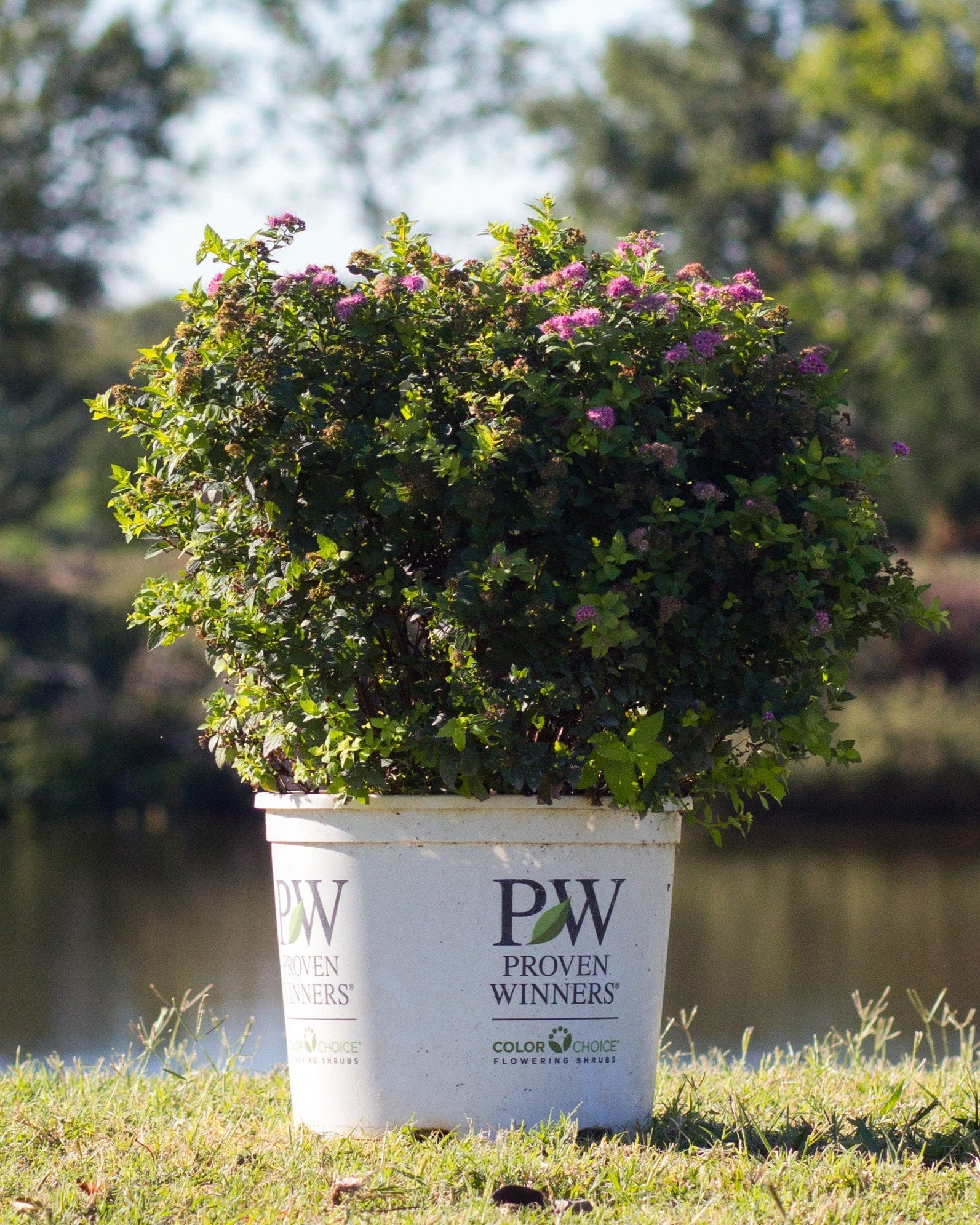 Double Play Gold Spirea - Image 1