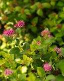 Double Play Gold Spirea thumbnail 3
