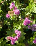 Double Play Gold Spirea thumbnail 4