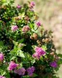 Double Play Gold Spirea thumbnail 5