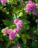 Double Play Gold Spirea thumbnail 1