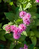 Double Play Gold Spirea thumbnail 6