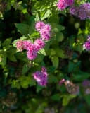 Double Play Gold Spirea thumbnail 7