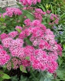 Double Play Pink Spirea thumbnail 1