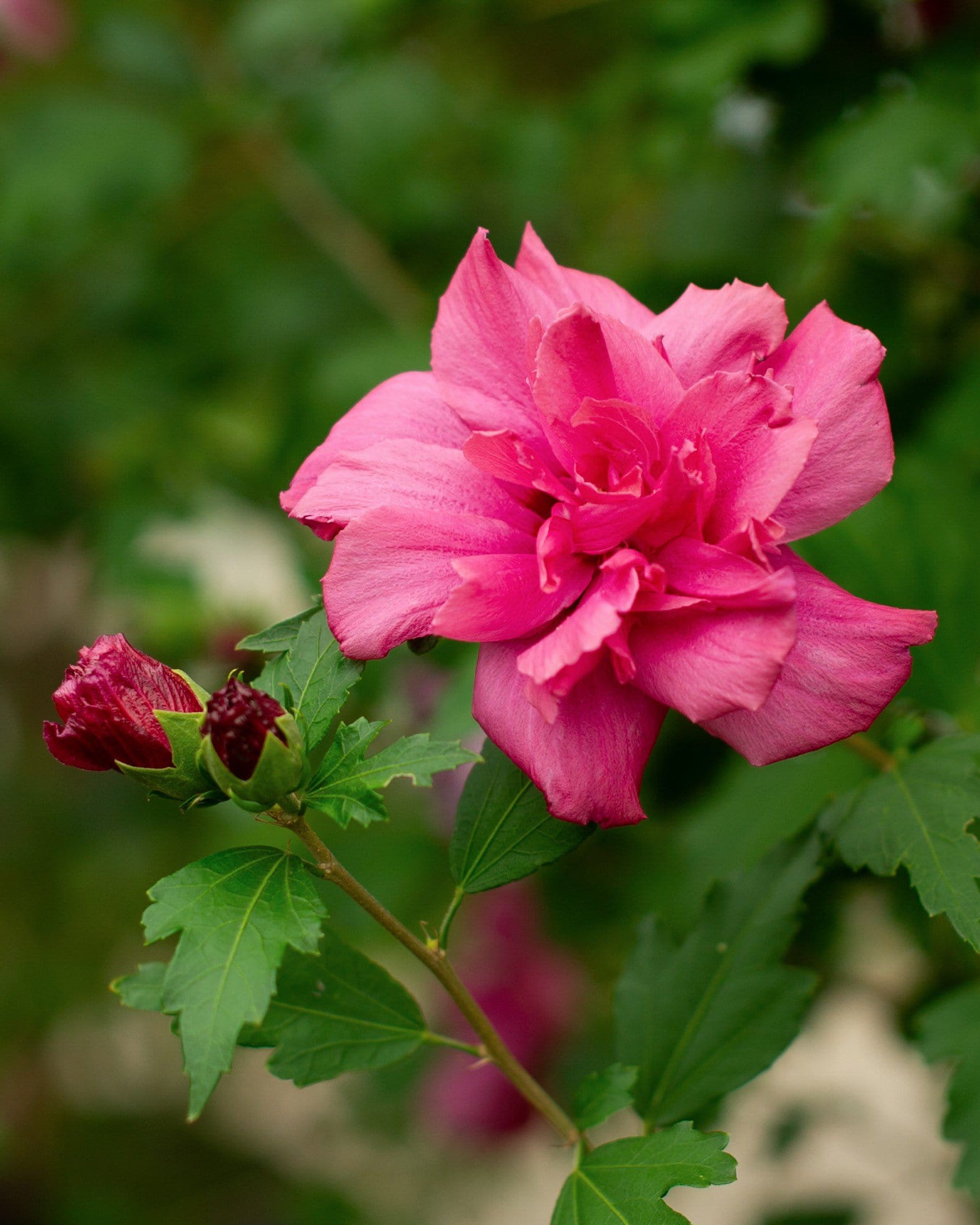 Double Red Althea Tree Form - view 3