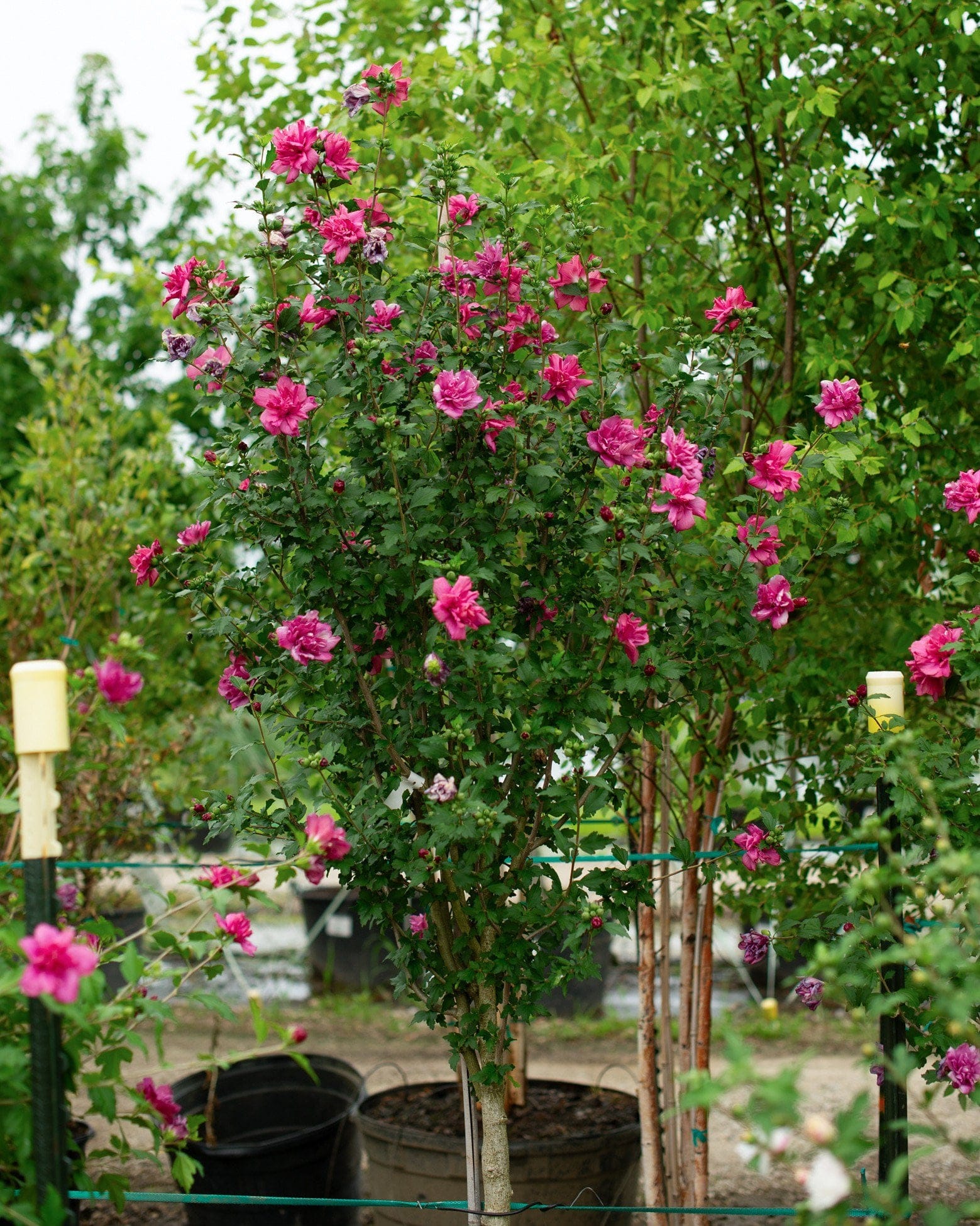 Double Red Althea Tree Form - view 4