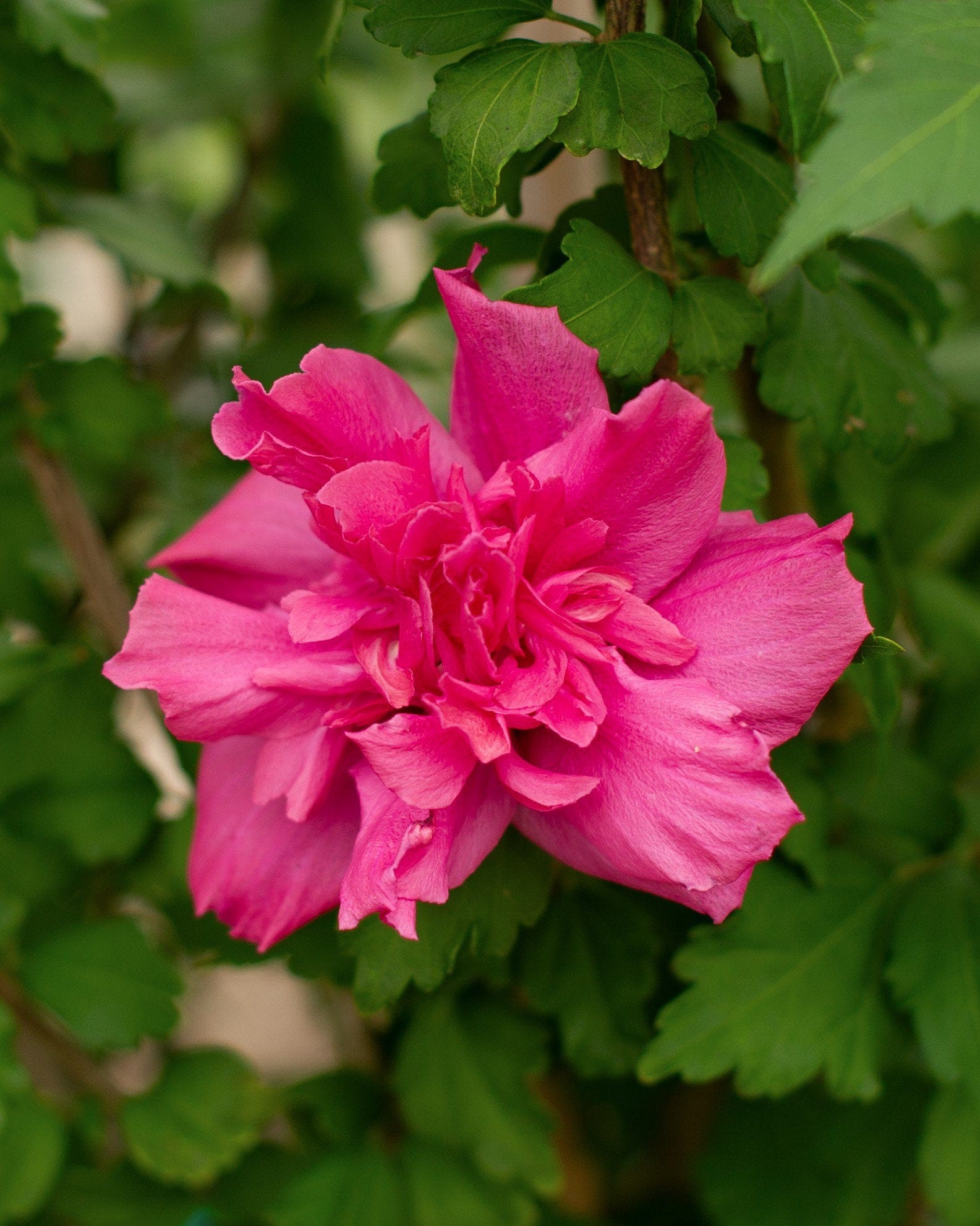 Double Red Althea Tree Form - view 5