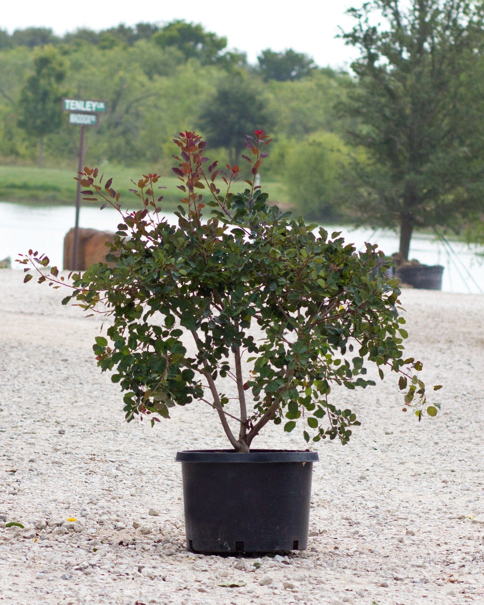 Dusky Maiden Smoketree - view 2