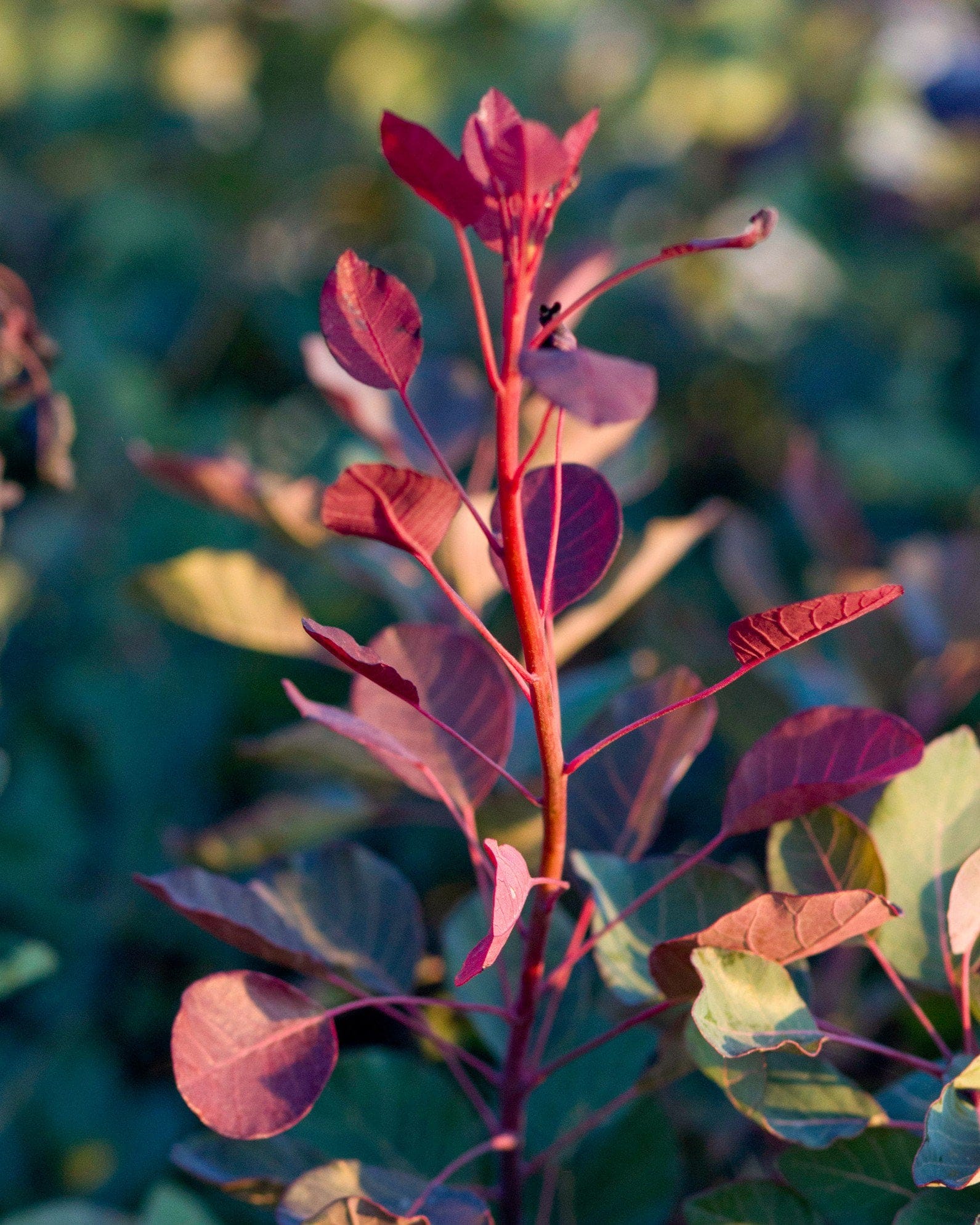 Dusky Maiden Smoketree - view 3