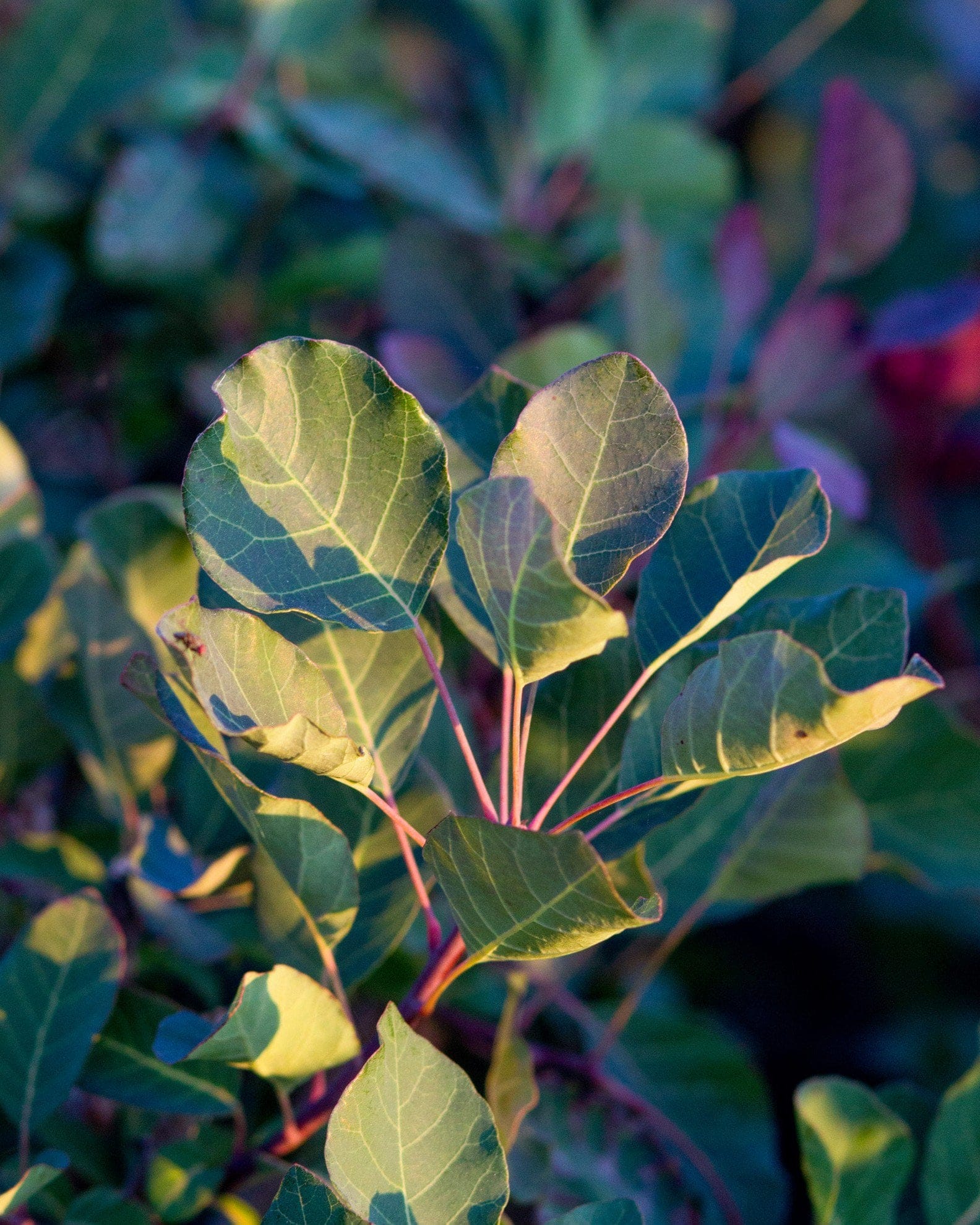 Dusky Maiden Smoketree - view 4