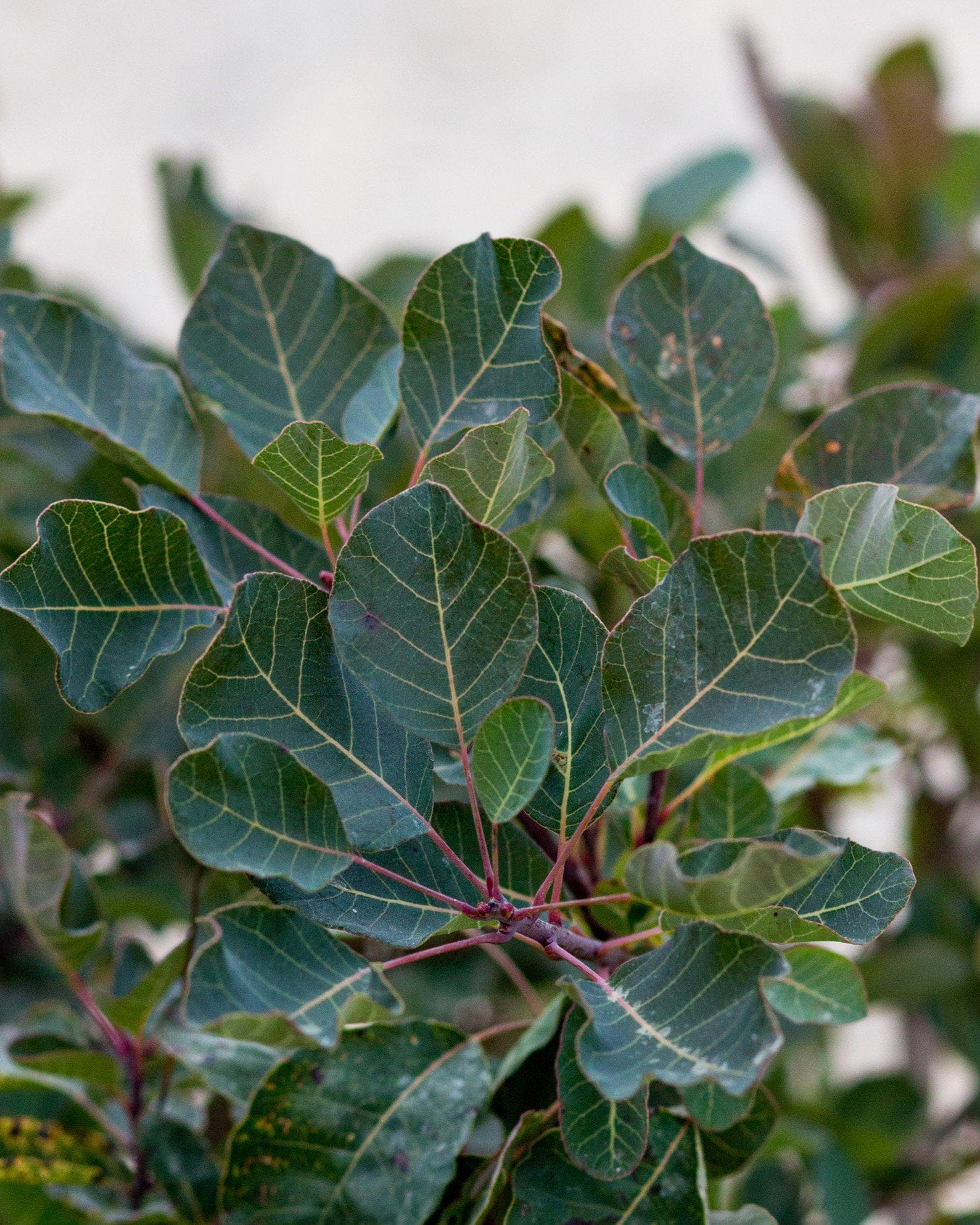 Dusky Maiden Smoketree - view 5