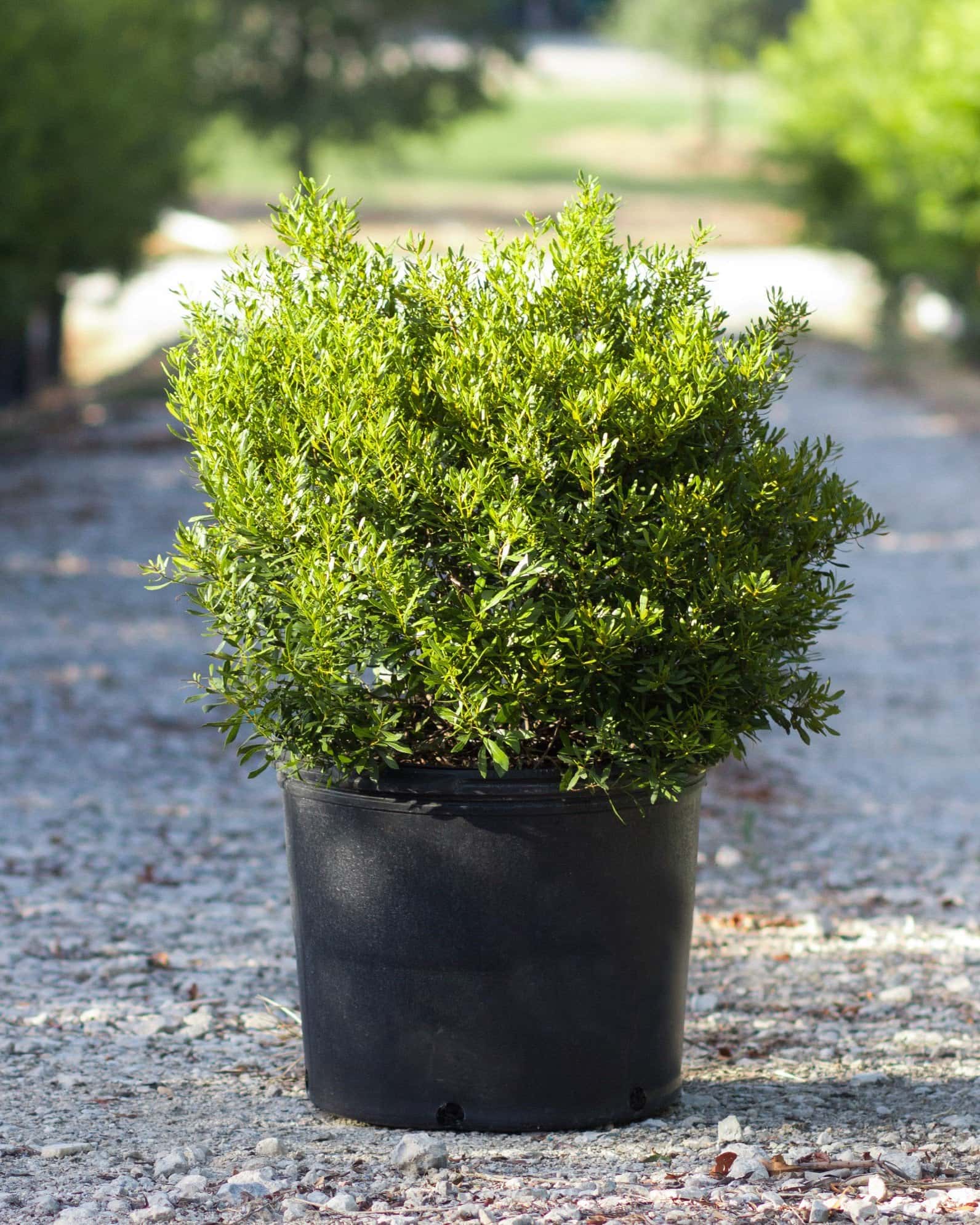 Dwarf Wax Myrtle - Image 4