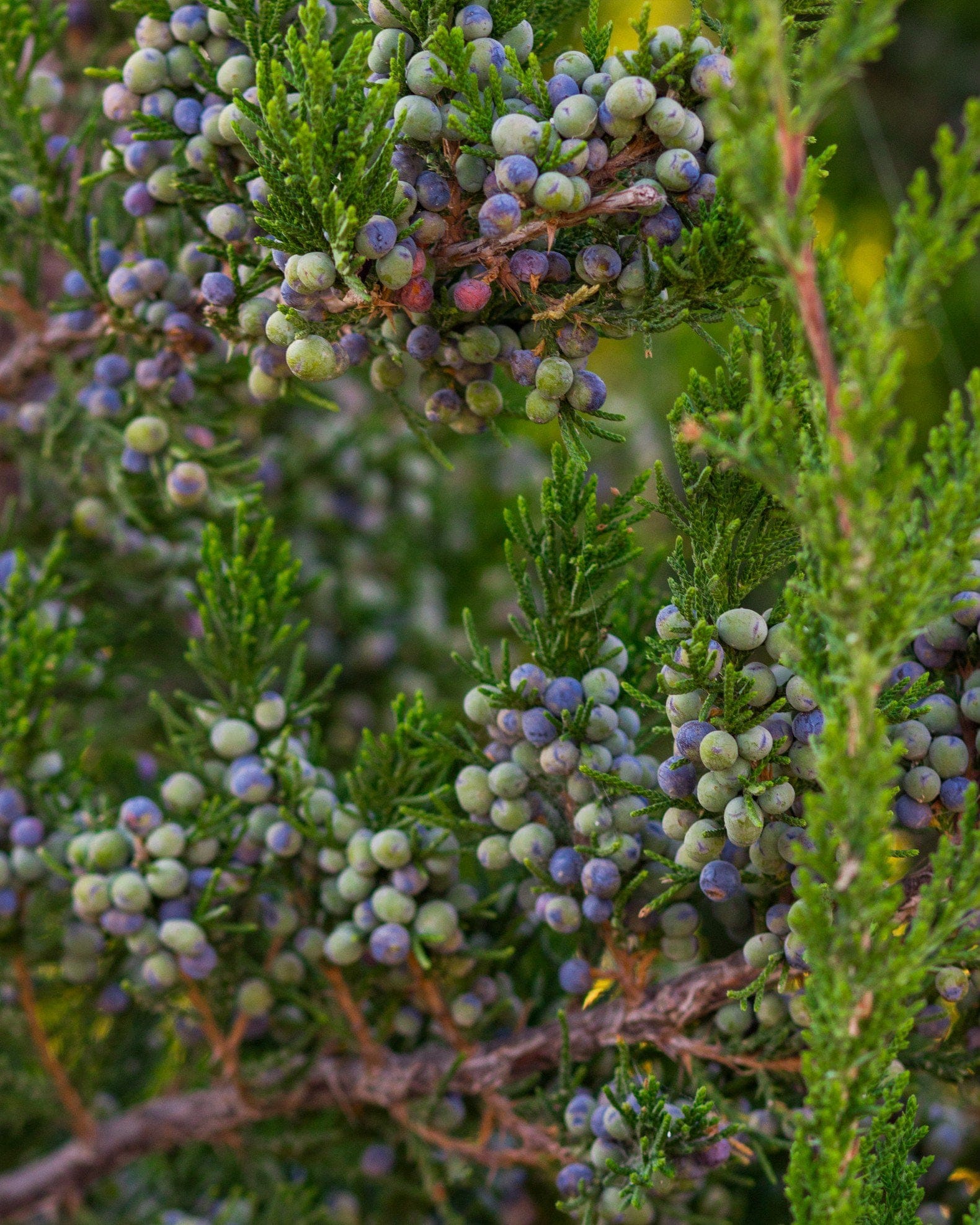 Eastern Red Cedar Emerald Sentinel - view 5