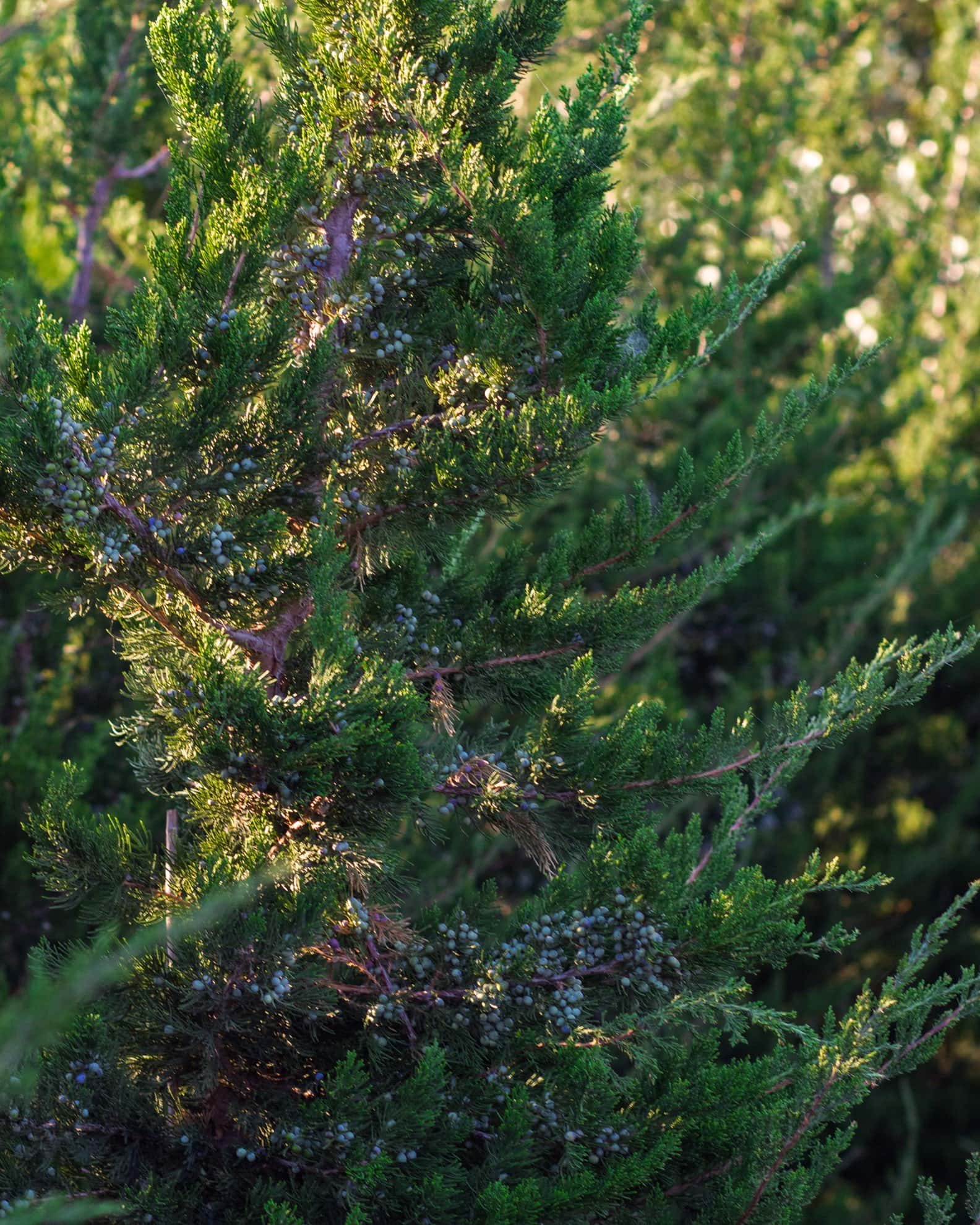 Eastern Red Cedar Emerald Sentinel - Image 3