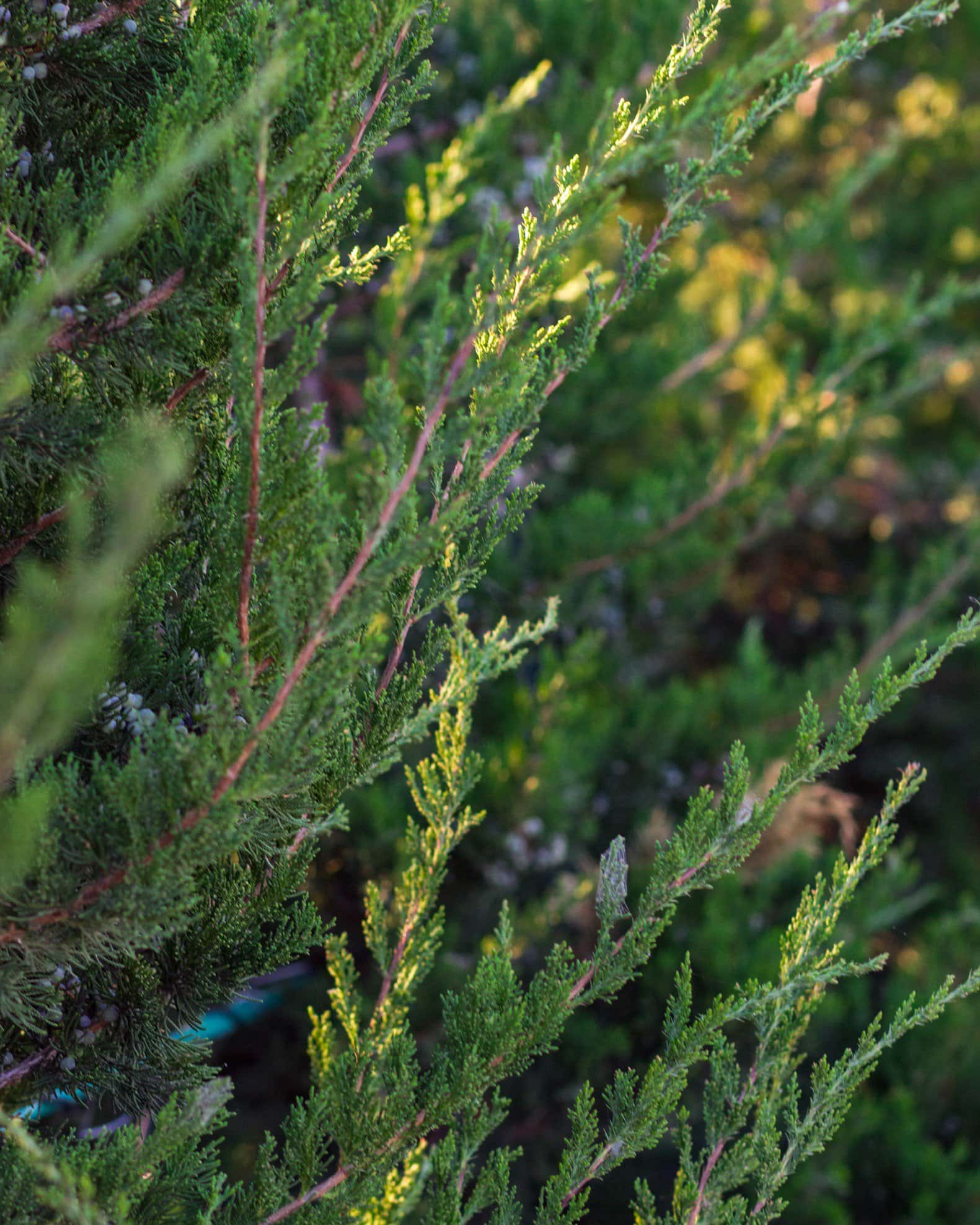 Eastern Red Cedar Emerald Sentinel - Image 4