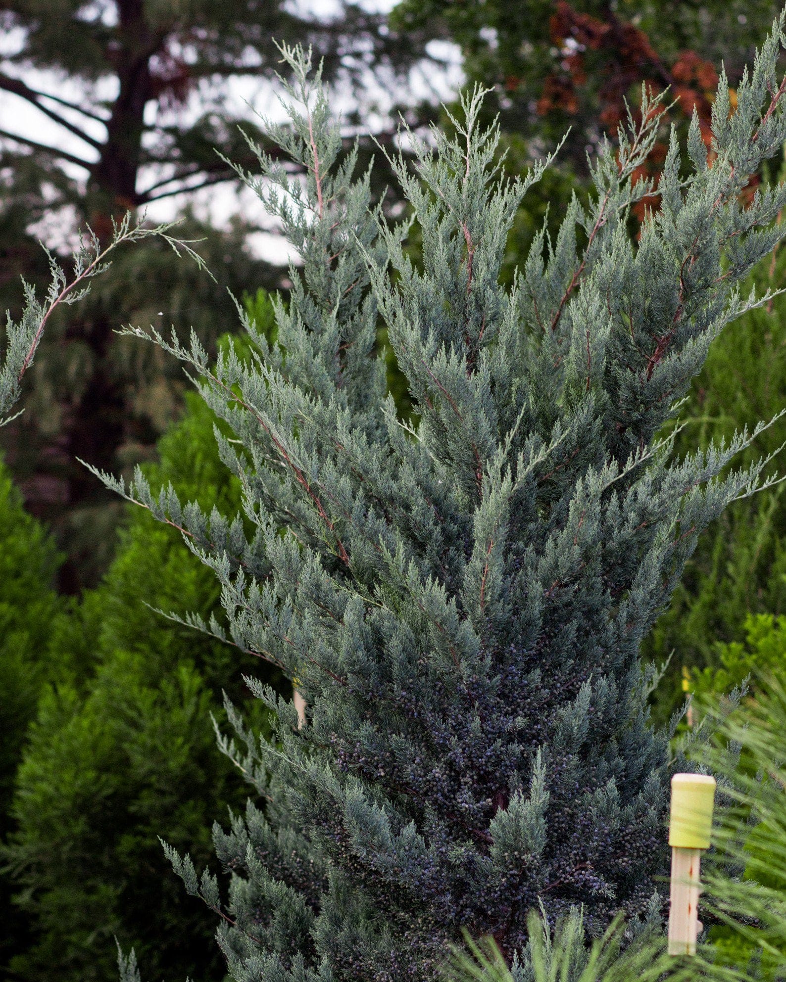 Eastern Red Cedar Glauca - view 5