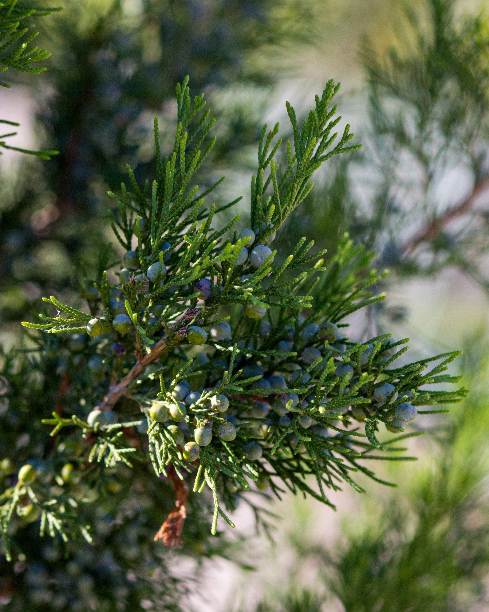 Eastern Red Cedar Hillspire - view 4