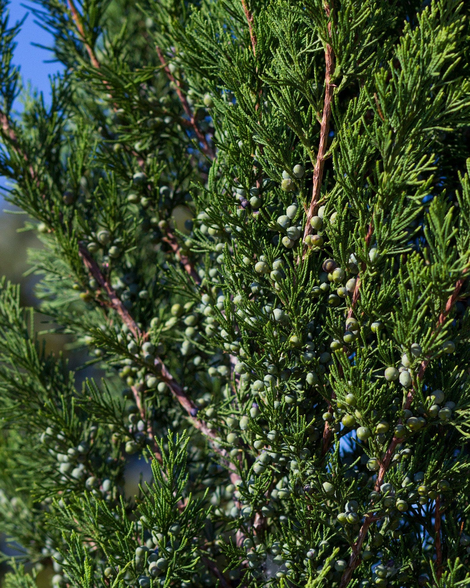 Eastern Red Cedar Hillspire - view 5