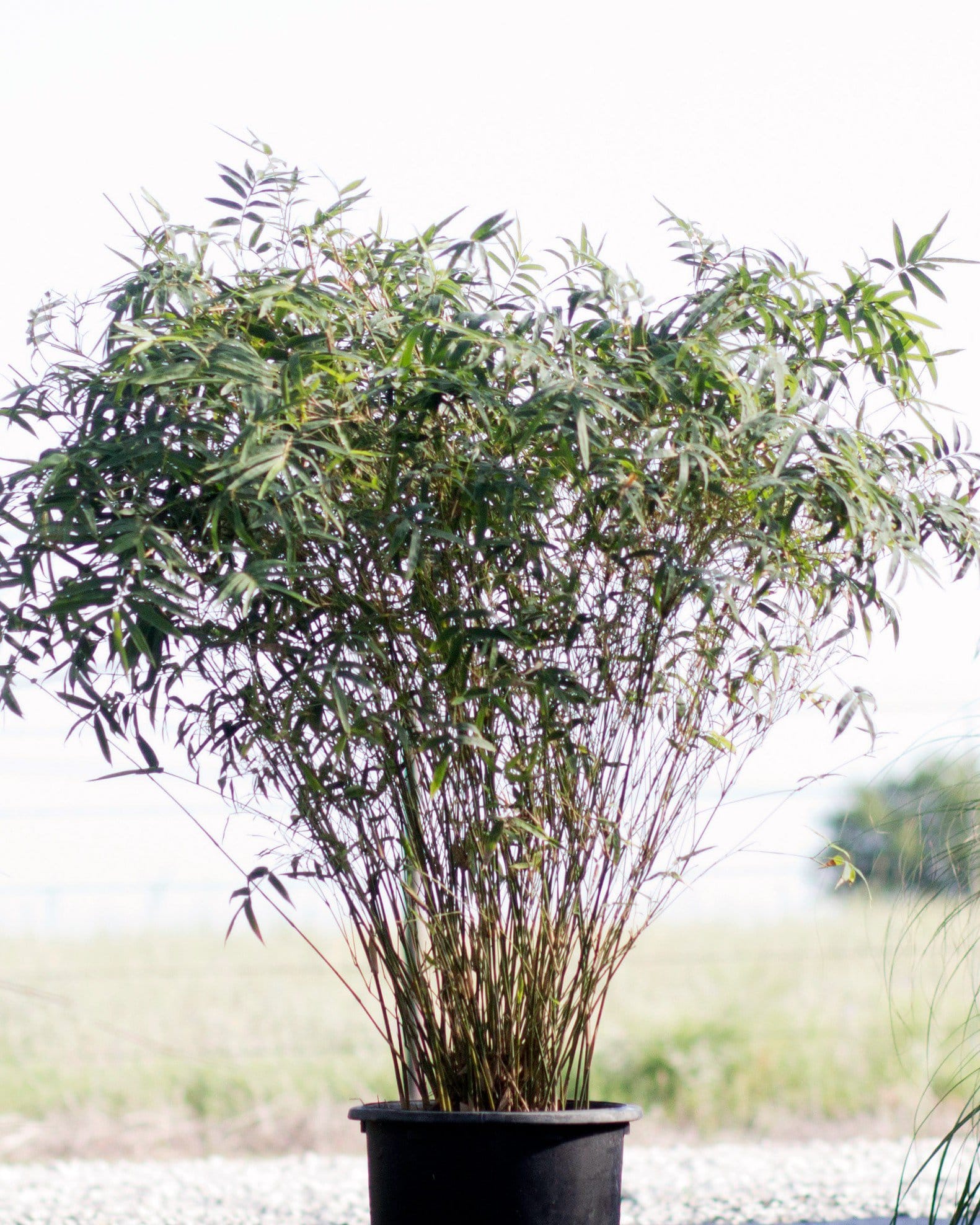 Golden Goddess Bamboo - view 5
