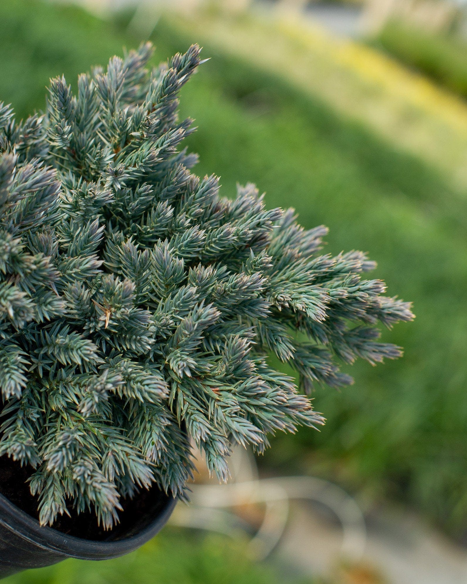 Blue Star Juniper - view 2